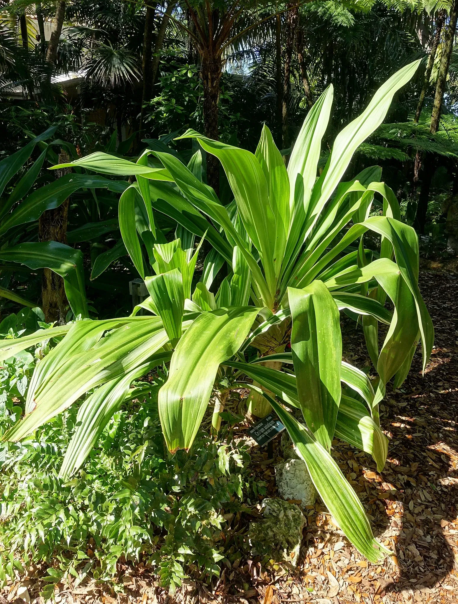 Marie Selby Botanical Gardens