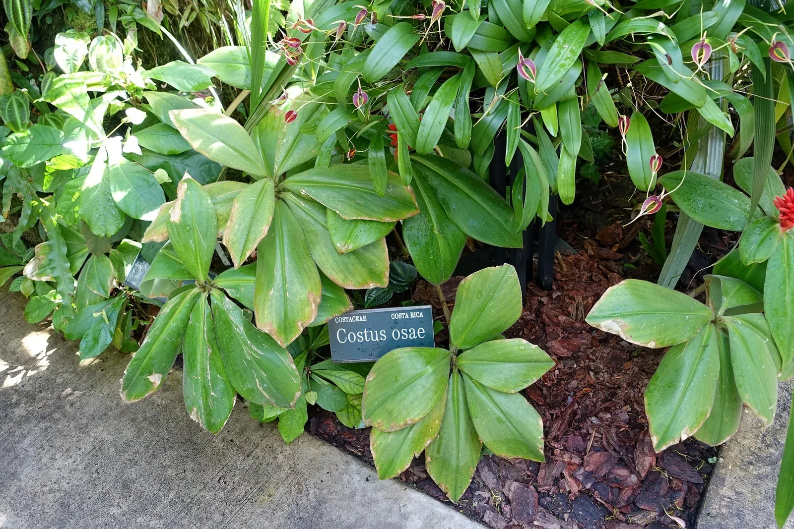 Marie Selby Botanical Gardens