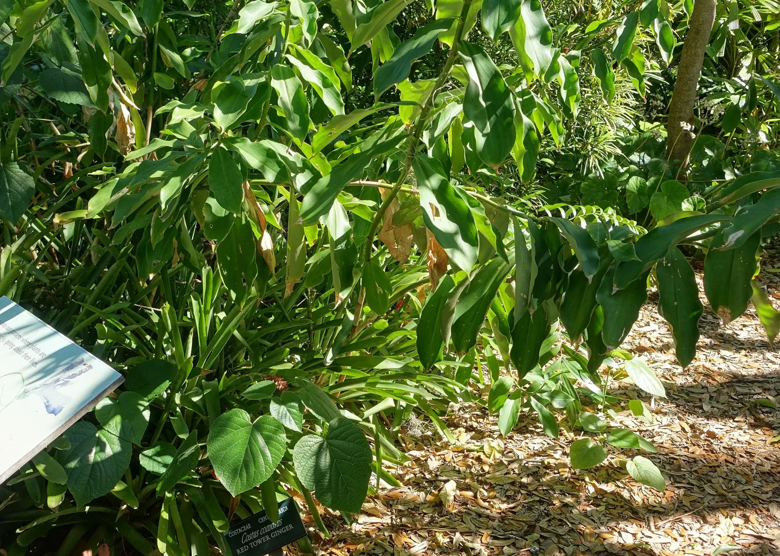 Marie Selby Botanical Gardens