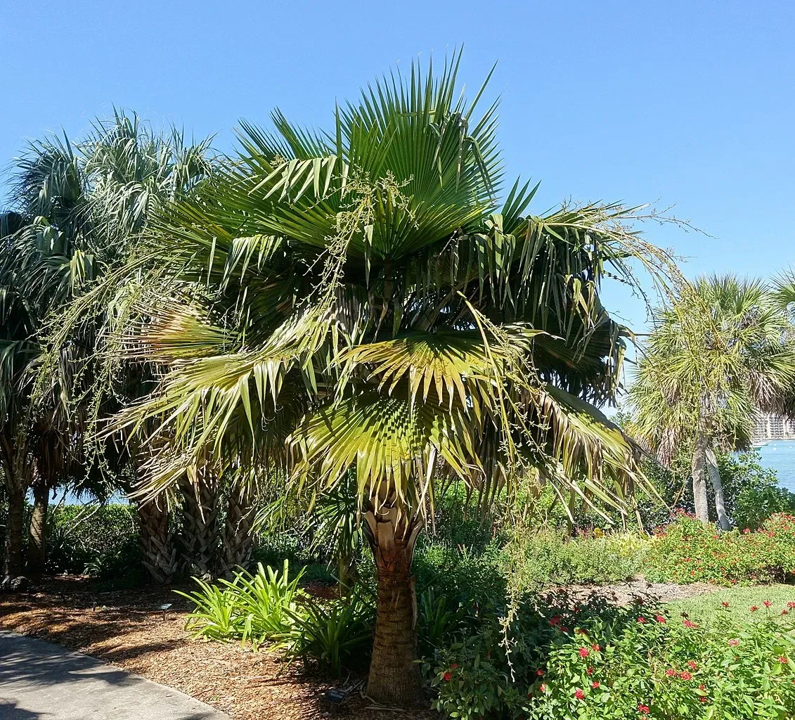 Marie Selby Botanical Gardens