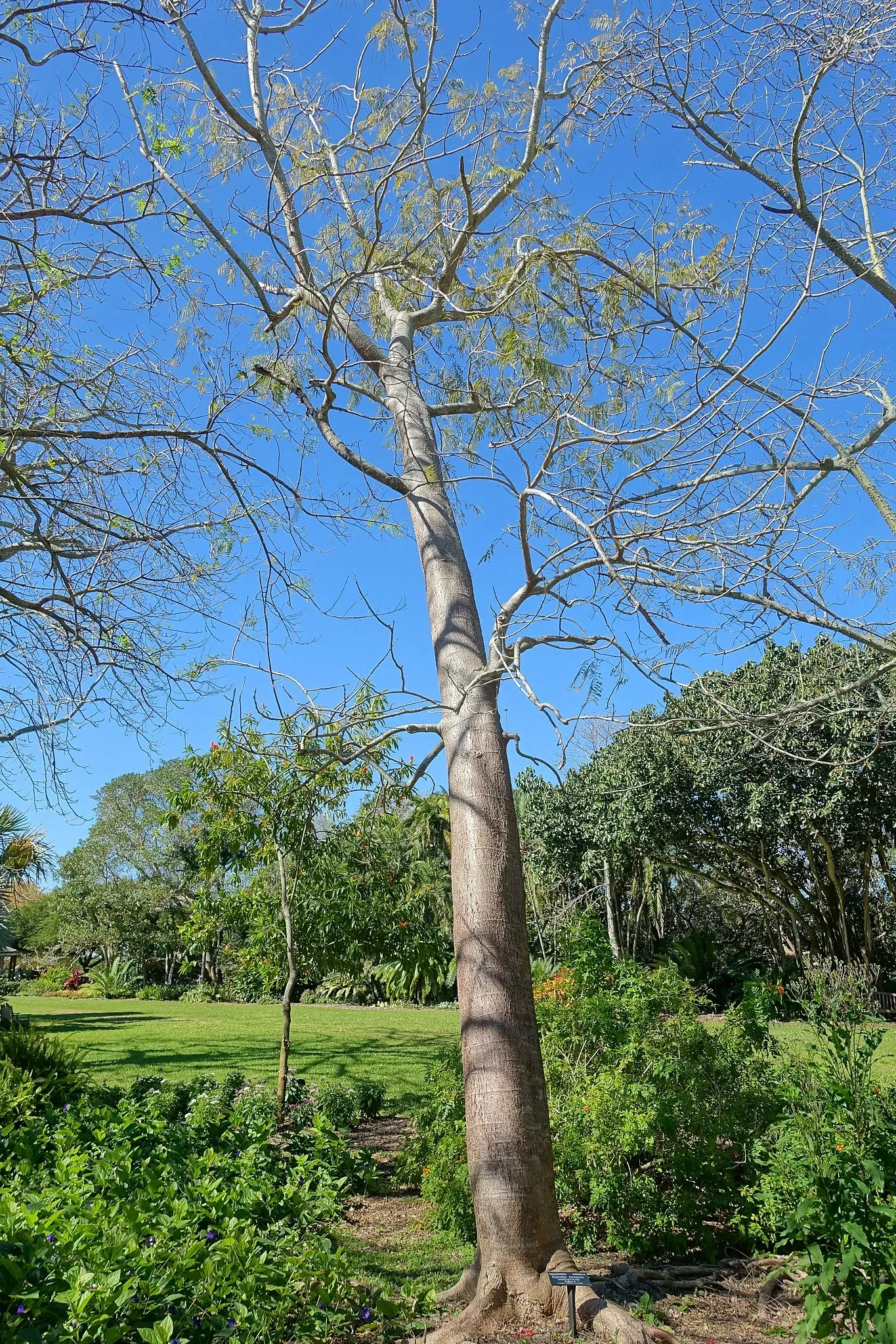 Marie Selby Botanical Gardens