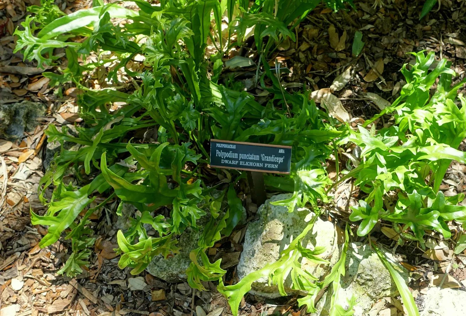 Casa de Christy Payne y Jardín Botánico Marie Selby