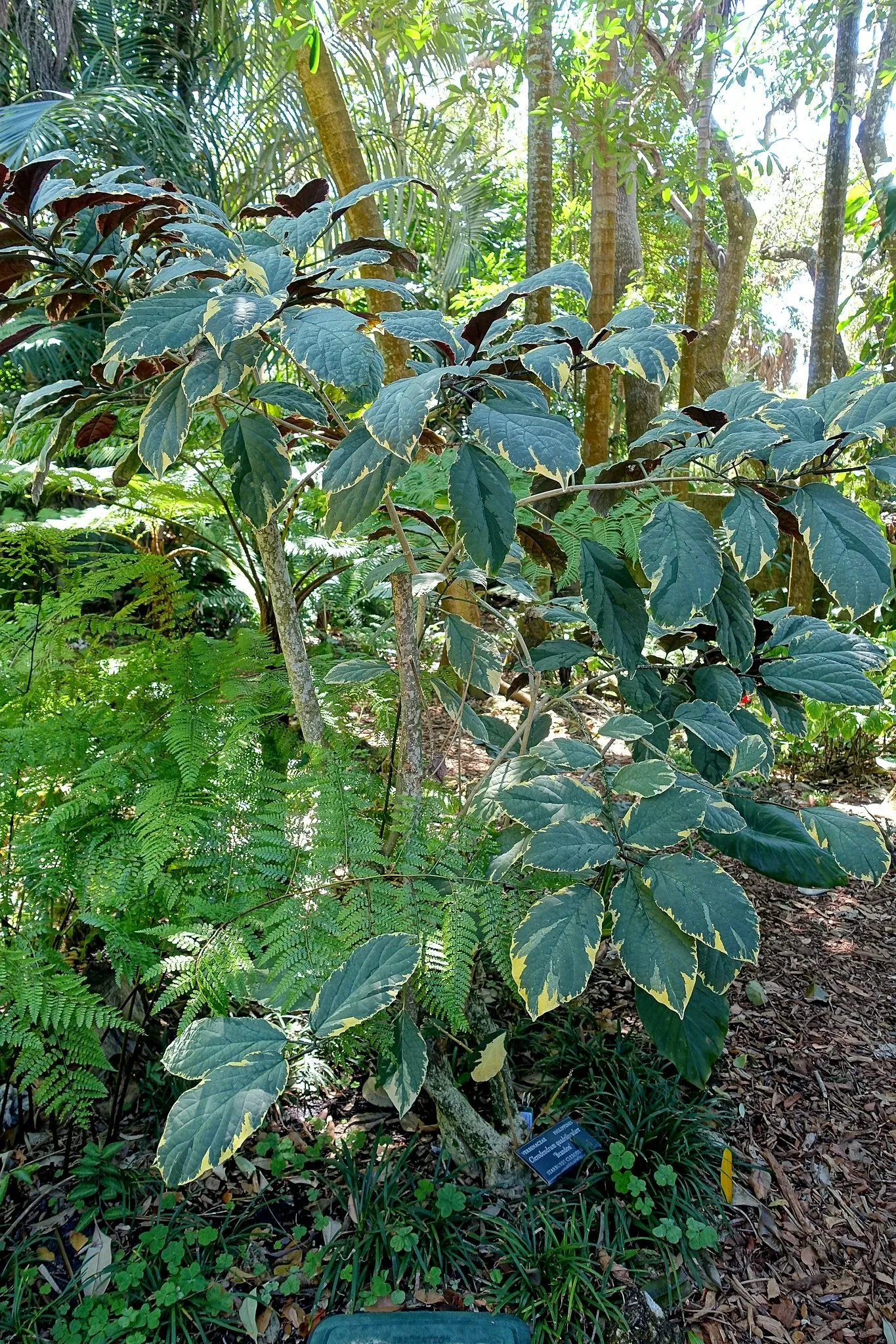 Marie Selby Botanical Gardens