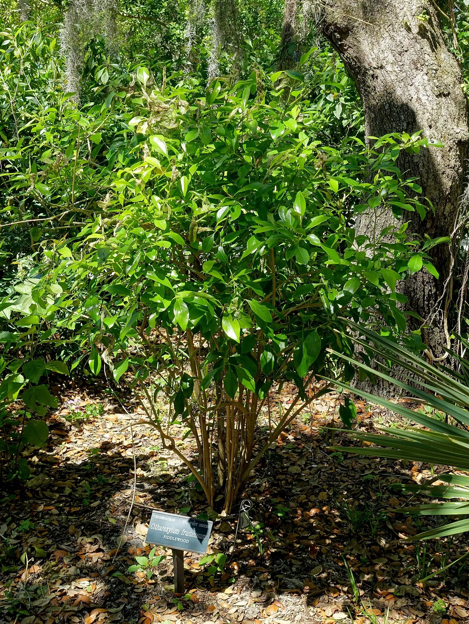 Casa de Christy Payne y Jardín Botánico Marie Selby