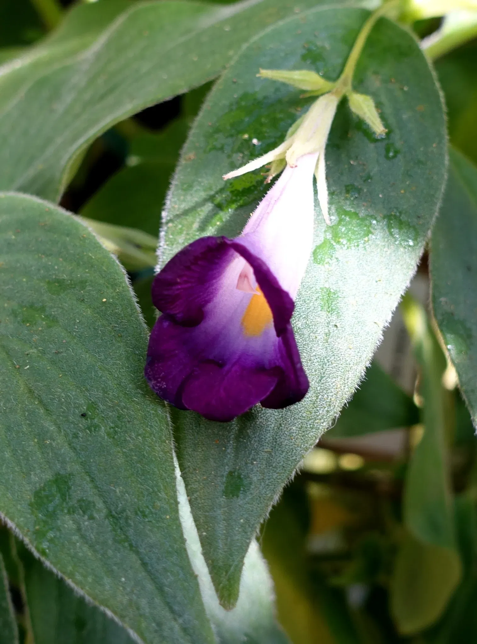 Casa de Christy Payne y Jardín Botánico Marie Selby