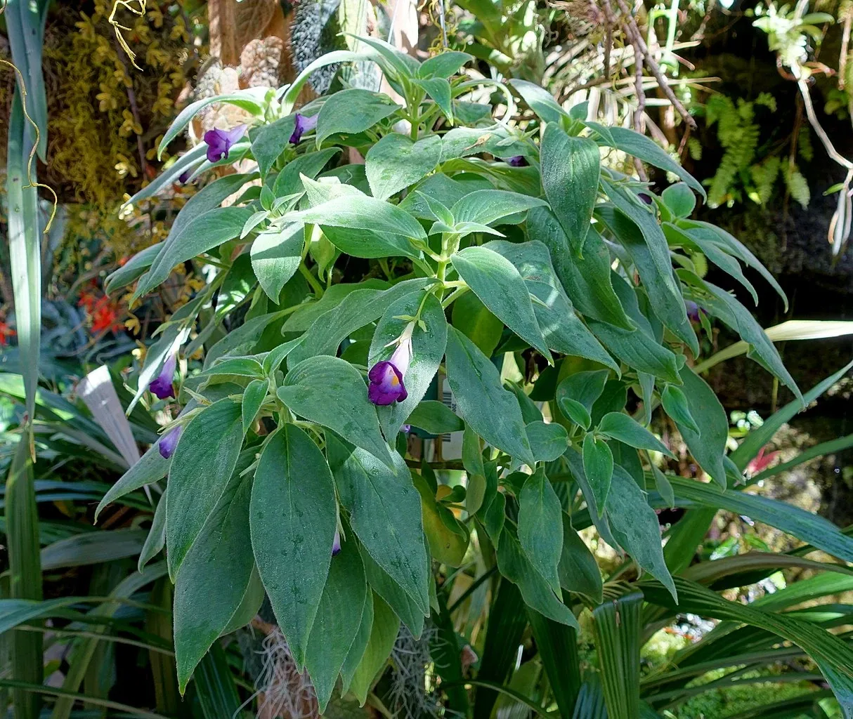 Casa de Christy Payne y Jardín Botánico Marie Selby