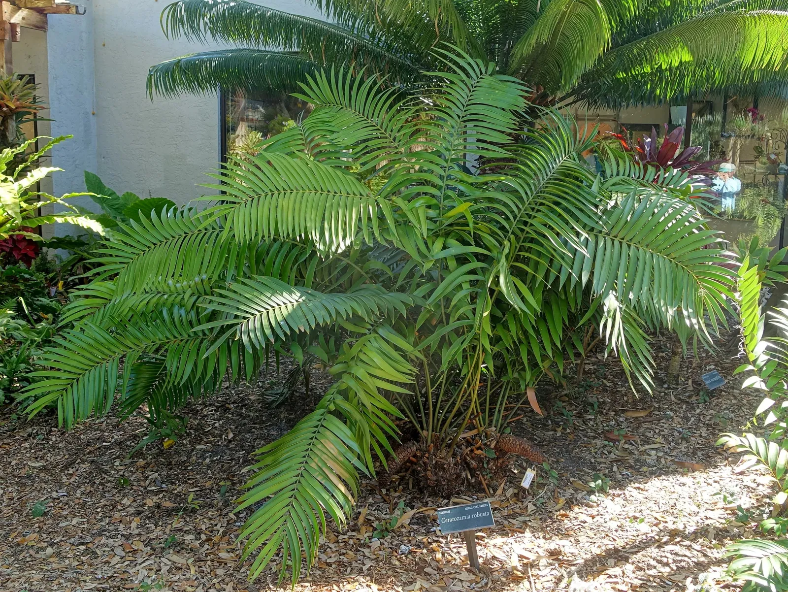 Marie Selby Botanical Gardens