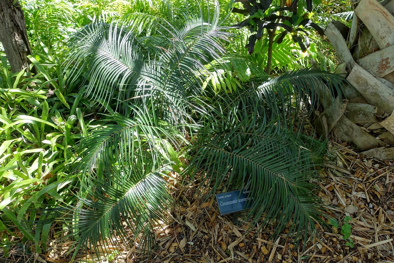 Casa de Christy Payne y Jardín Botánico Marie Selby