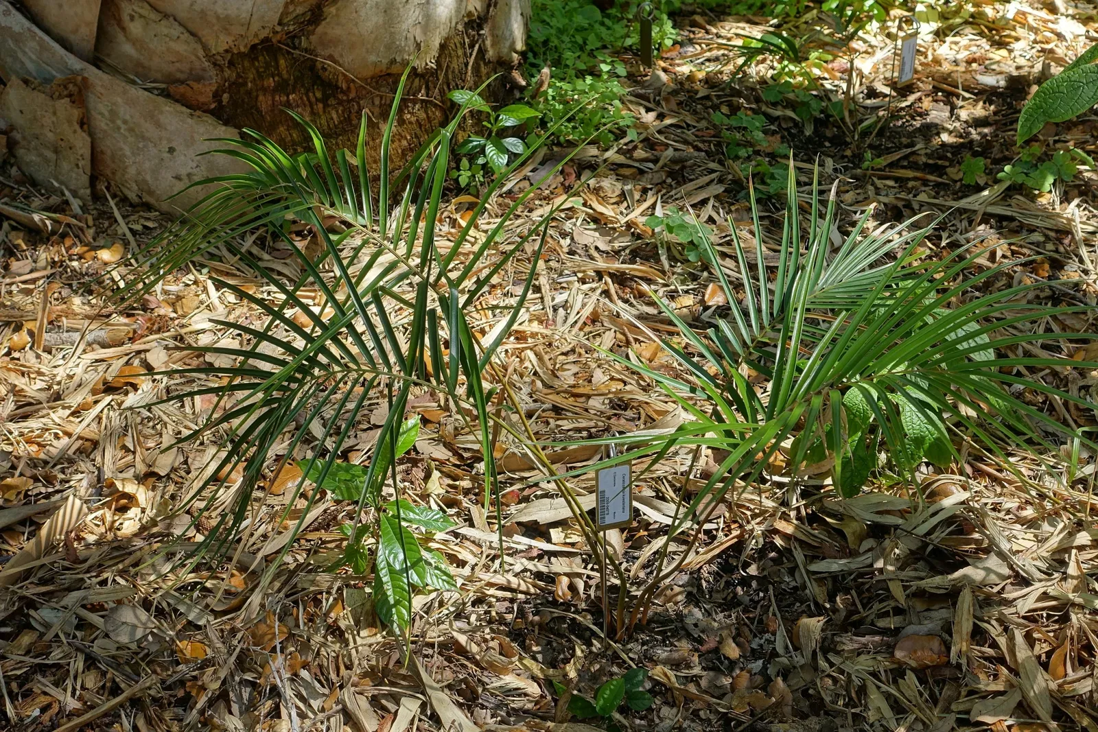 Casa de Christy Payne y Jardín Botánico Marie Selby