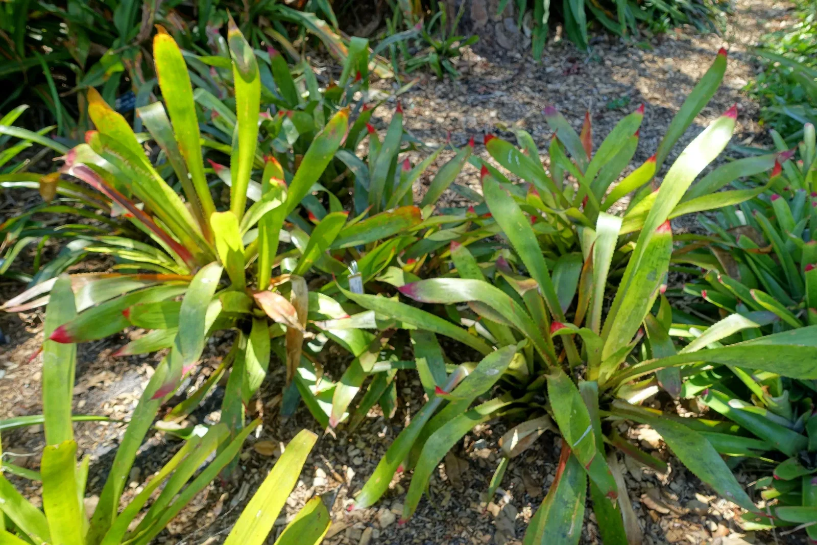 Casa de Christy Payne y Jardín Botánico Marie Selby