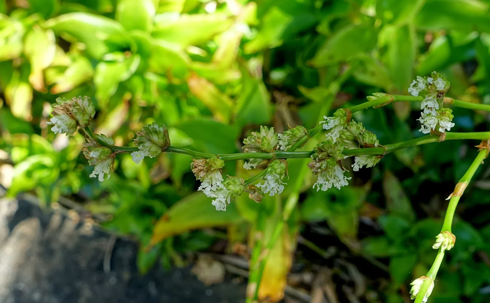 Marie Selby Botanical Gardens