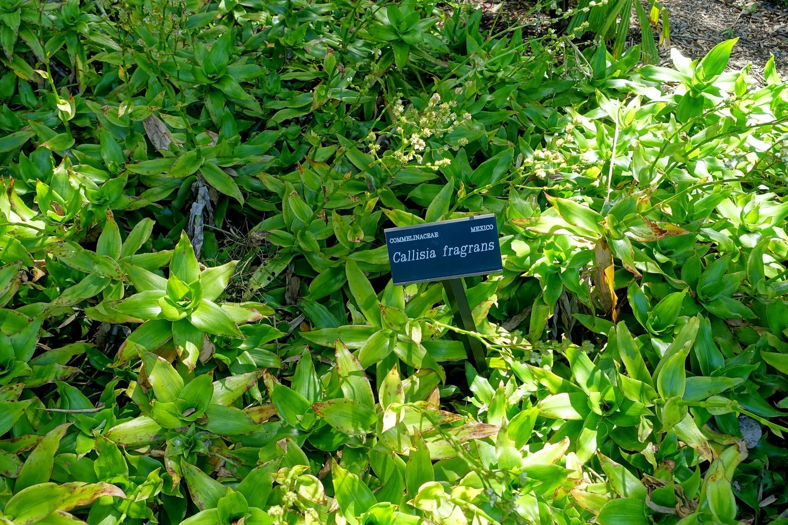 Casa de Christy Payne y Jardín Botánico Marie Selby