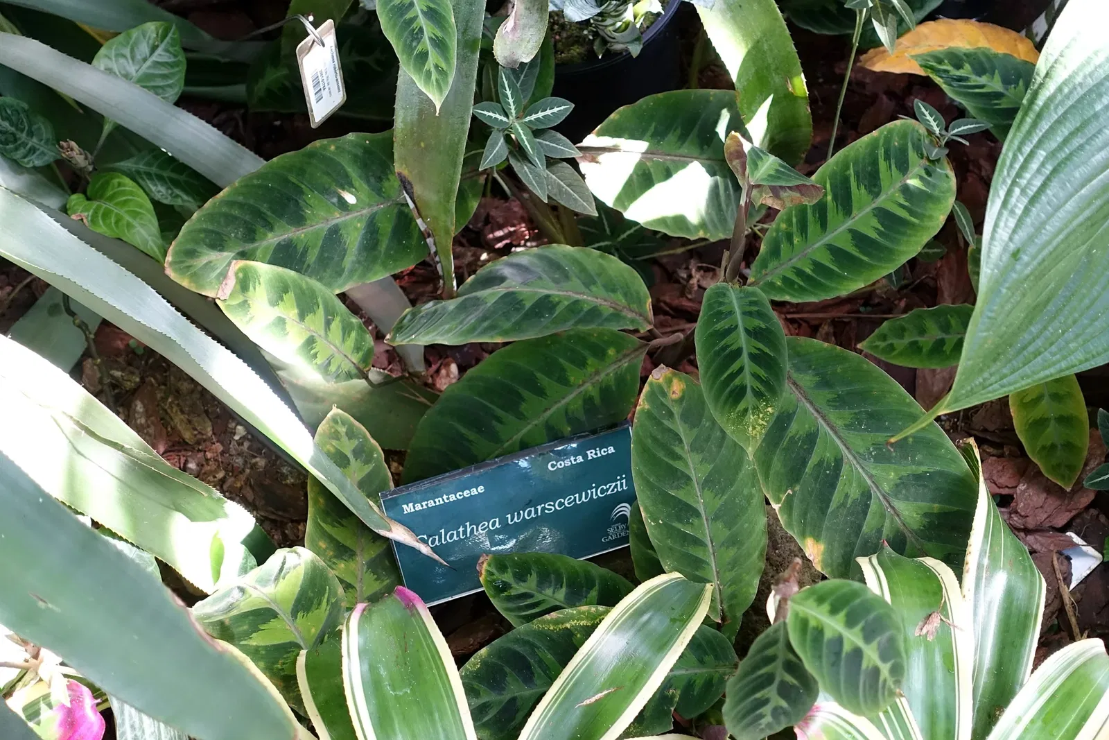 Marie Selby Botanical Gardens