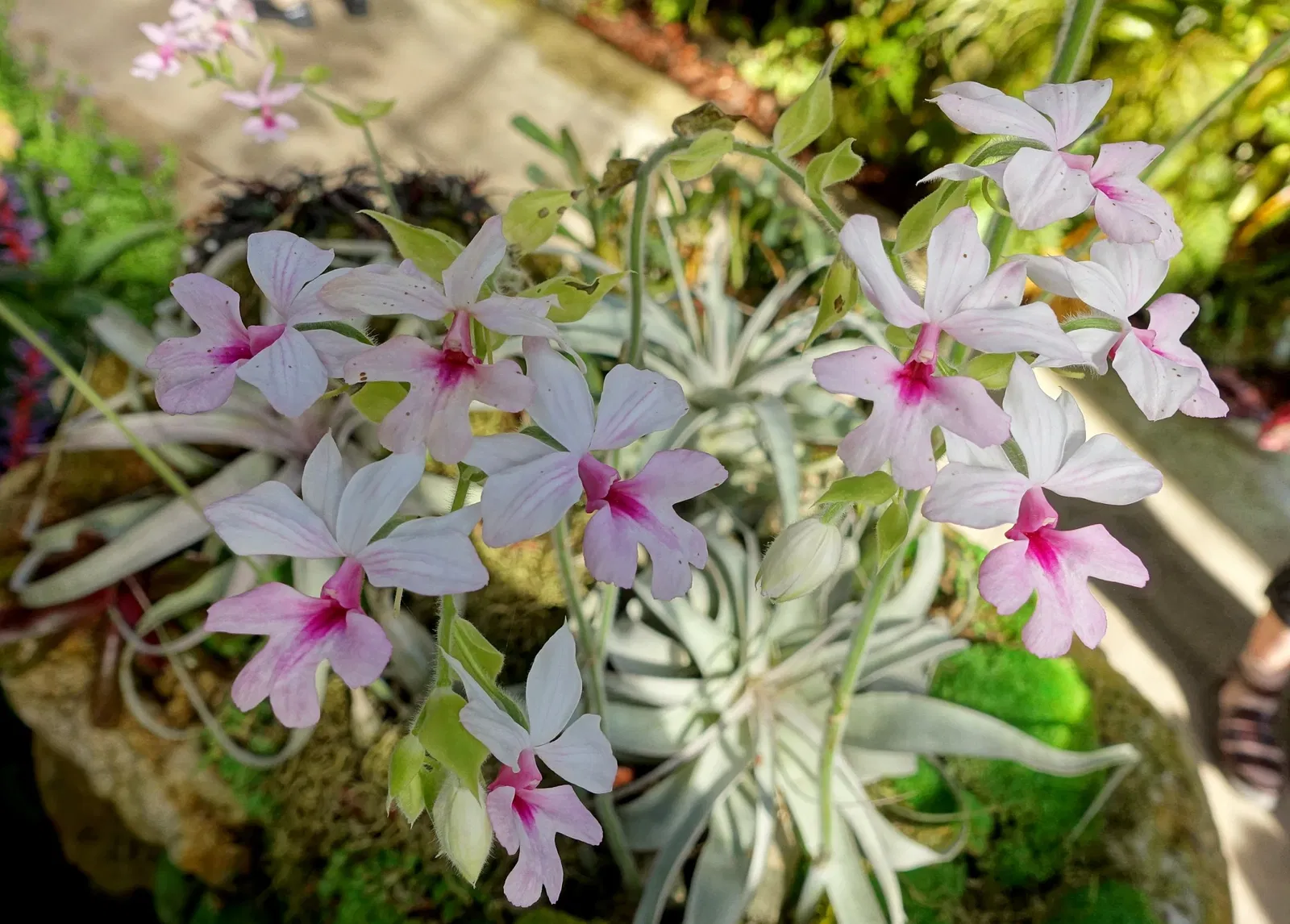 Marie Selby Botanical Gardens