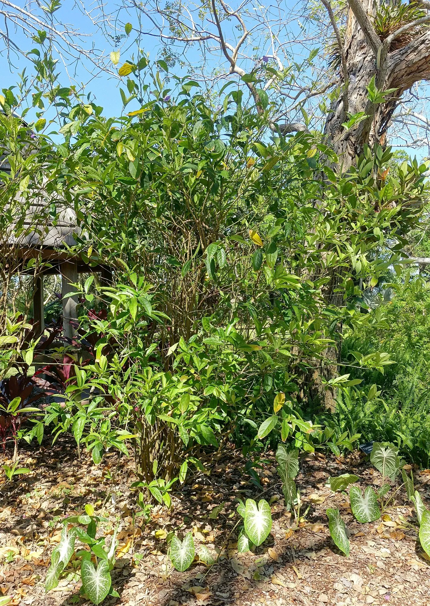 Casa de Christy Payne y Jardín Botánico Marie Selby