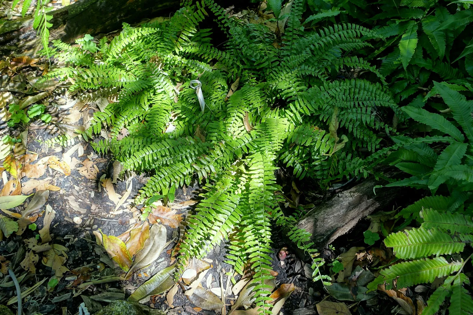 Marie Selby Botanical Gardens