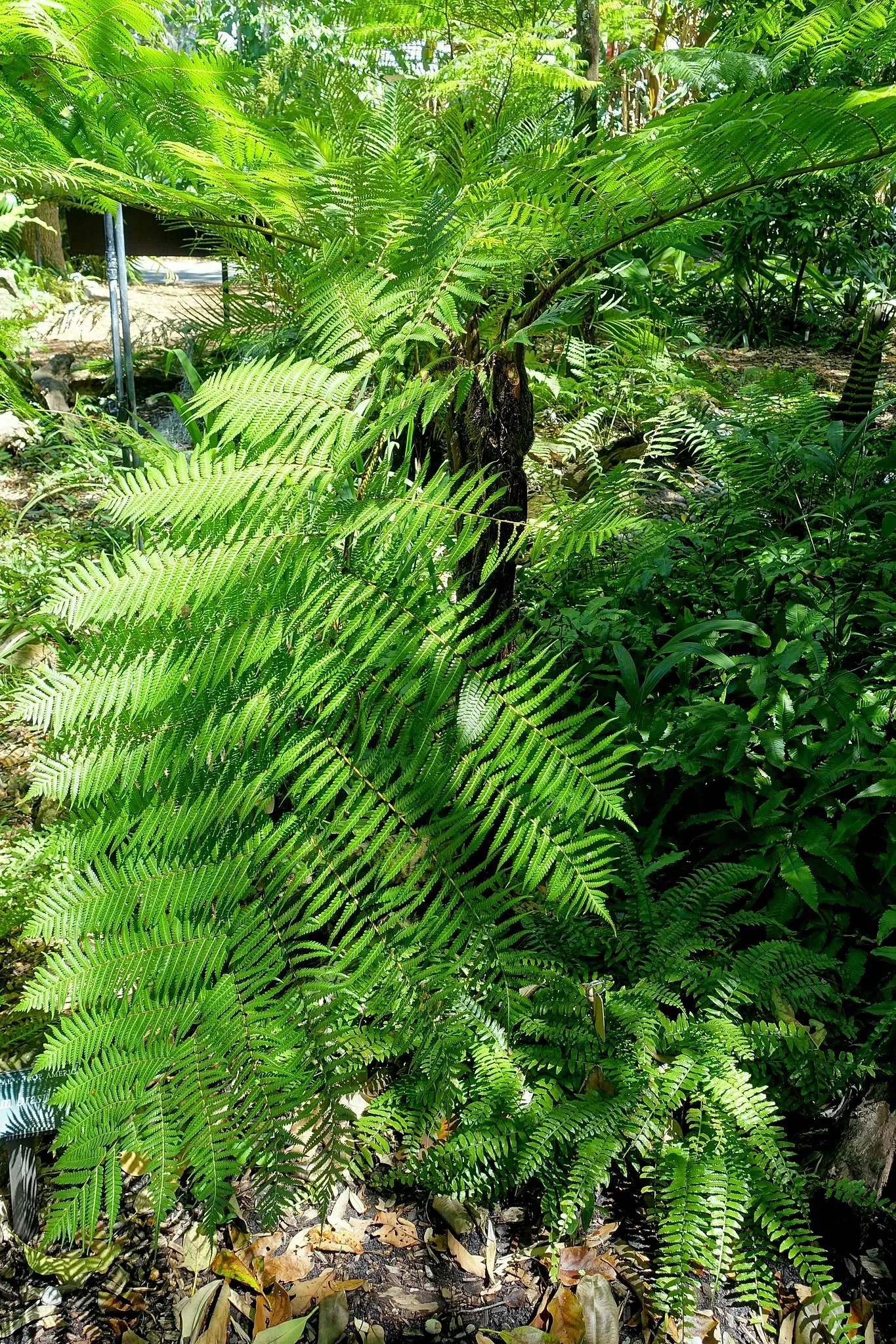 Marie Selby Botanical Gardens