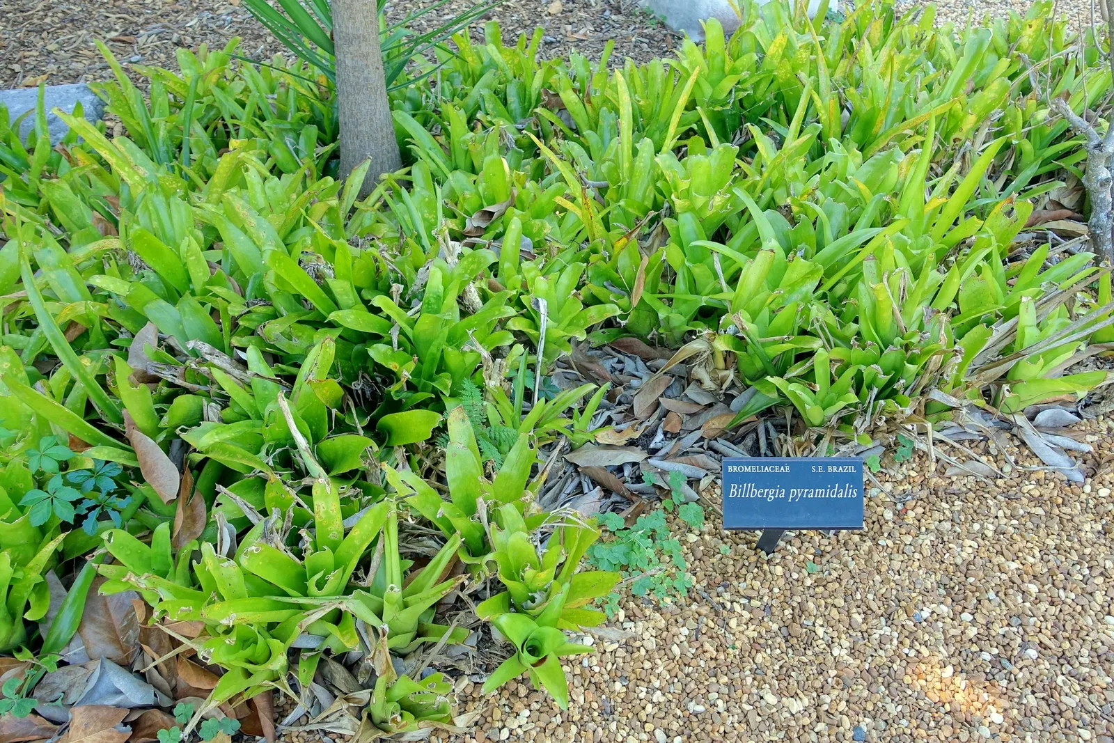 Marie Selby Botanical Gardens