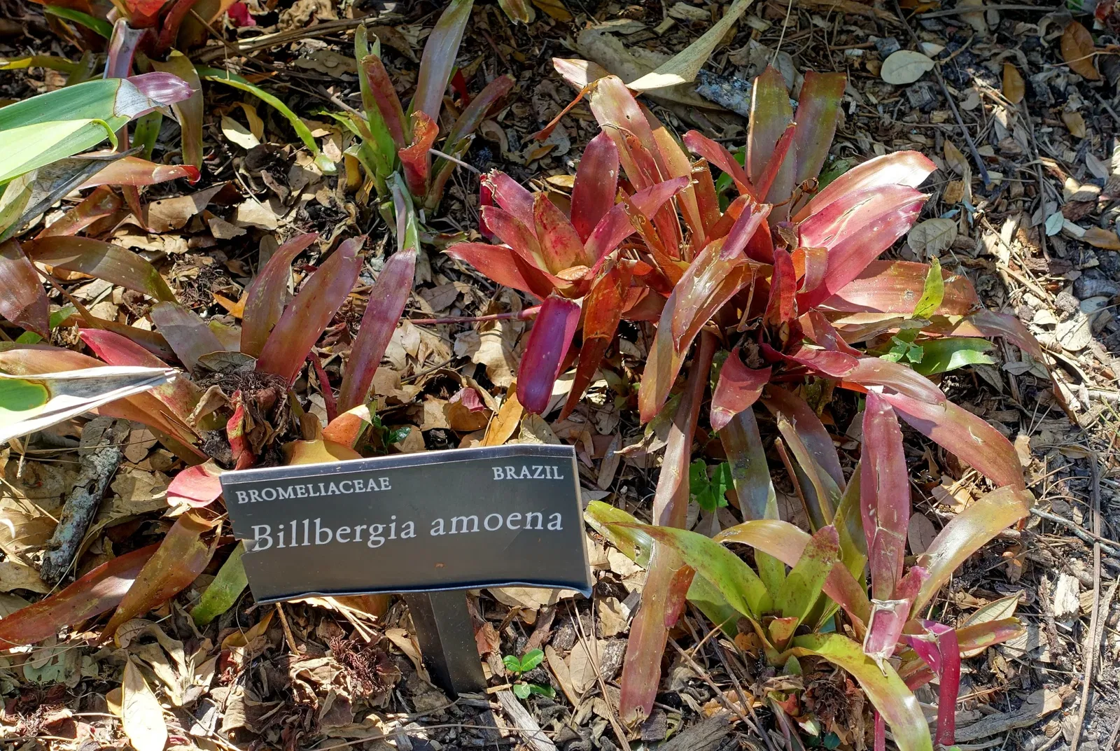 Marie Selby Botanical Gardens