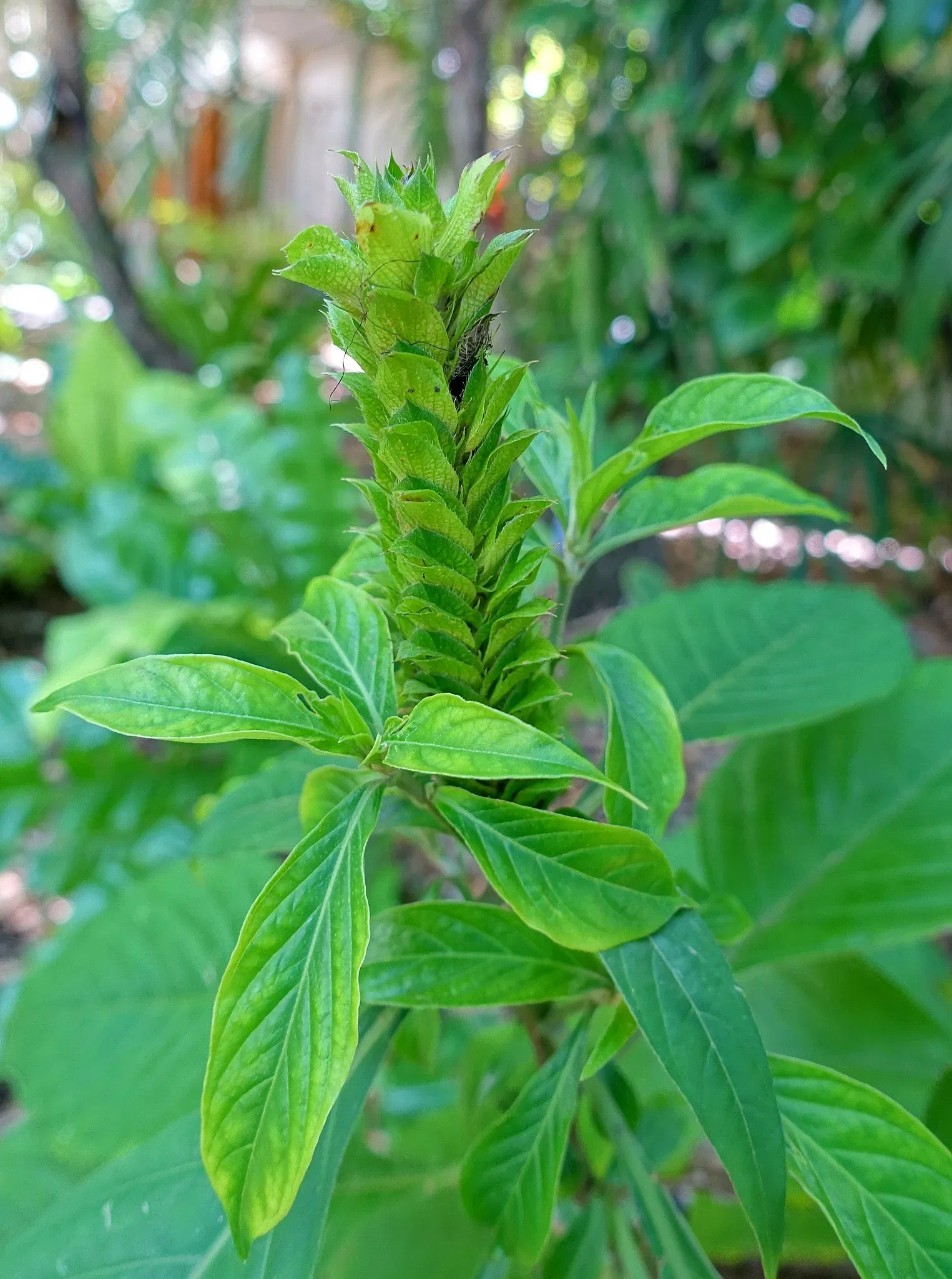Marie Selby Botanical Gardens