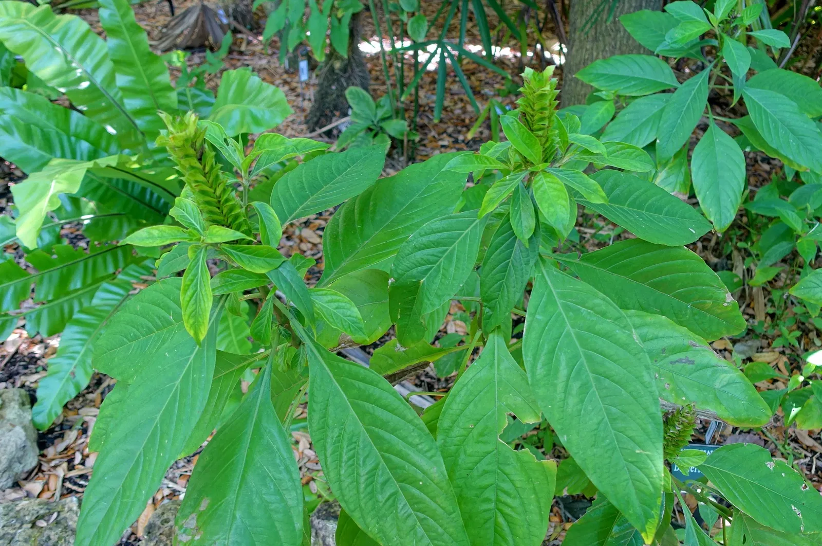 Casa de Christy Payne y Jardín Botánico Marie Selby