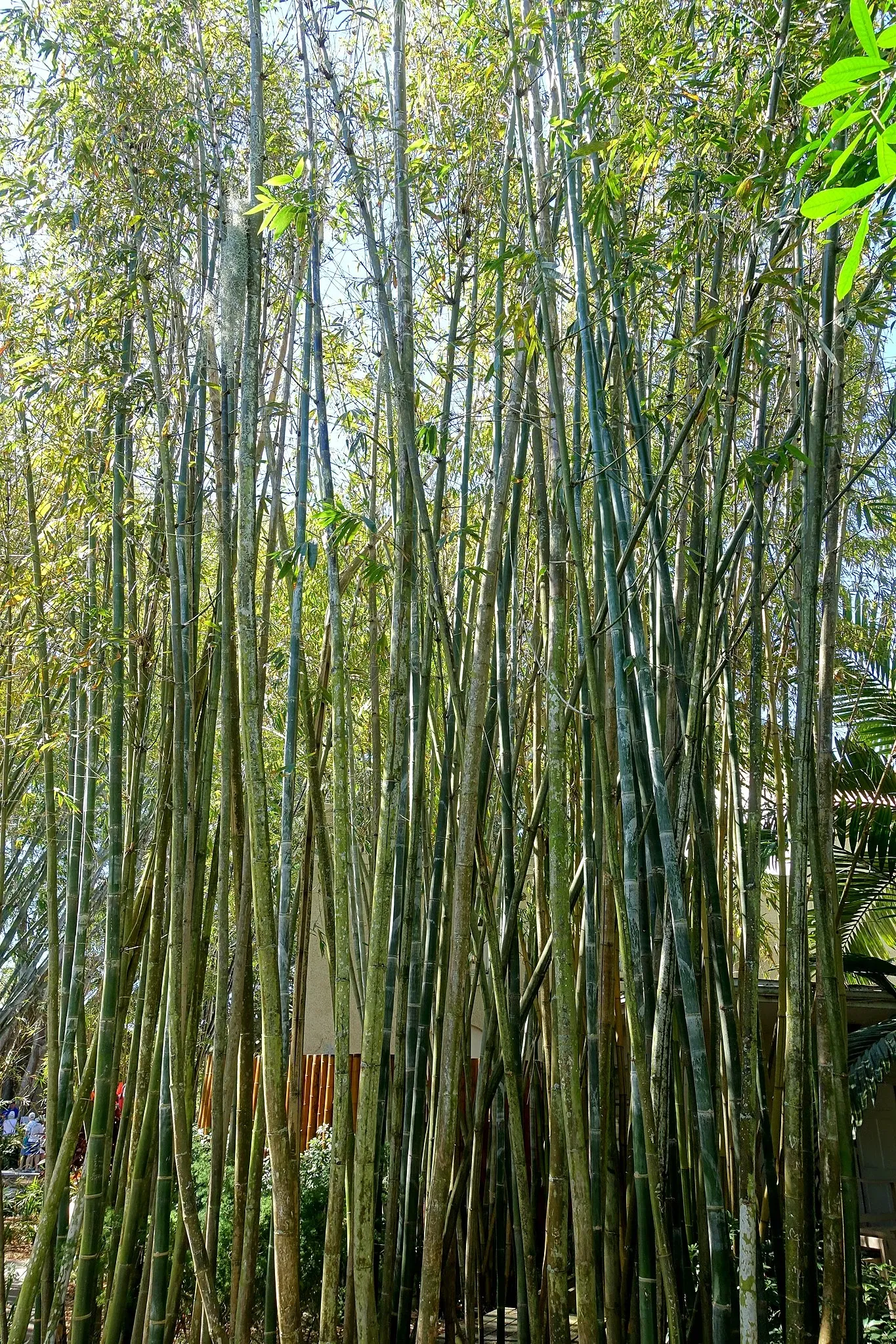 Marie Selby Botanical Gardens