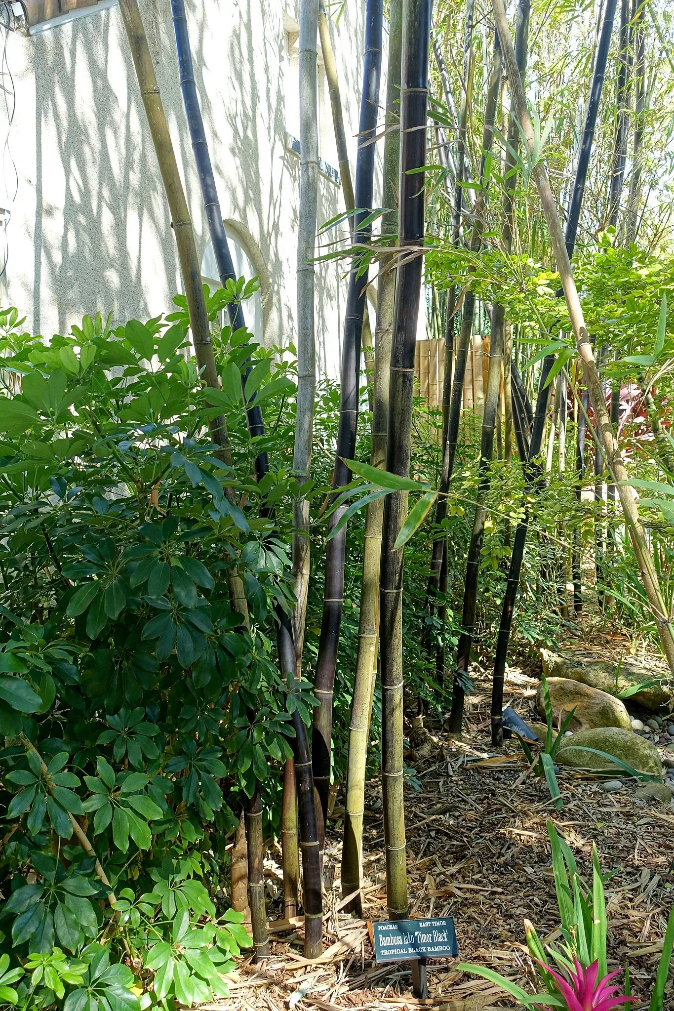 Casa de Christy Payne y Jardín Botánico Marie Selby