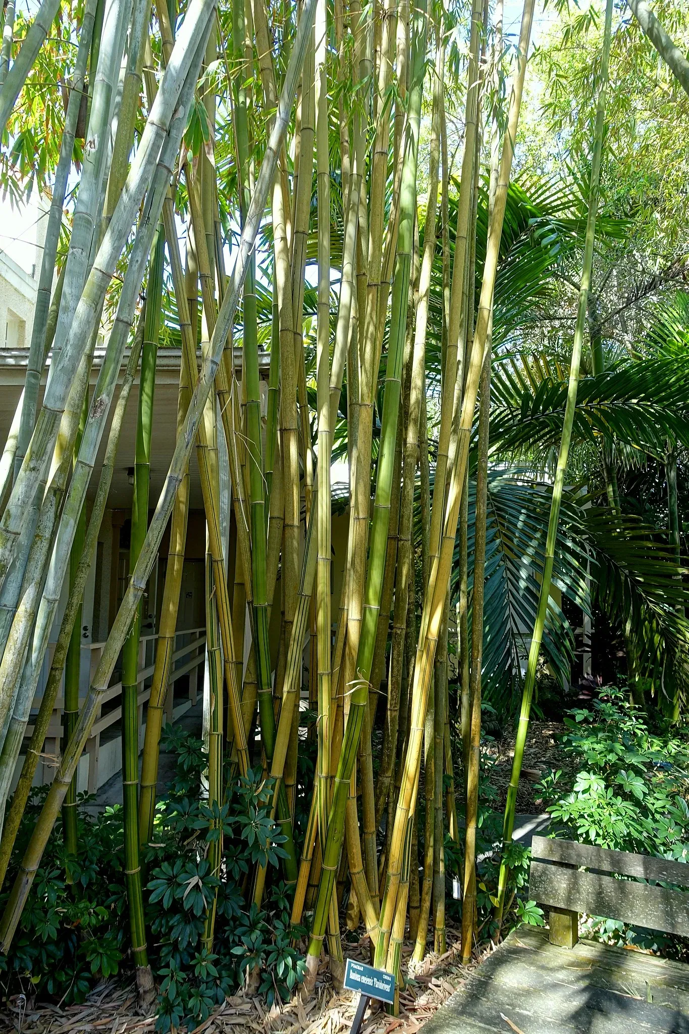 Casa de Christy Payne y Jardín Botánico Marie Selby