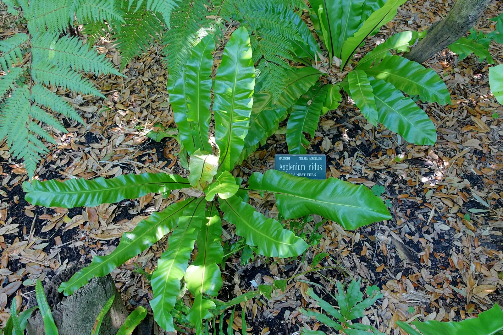 Marie Selby Botanical Gardens