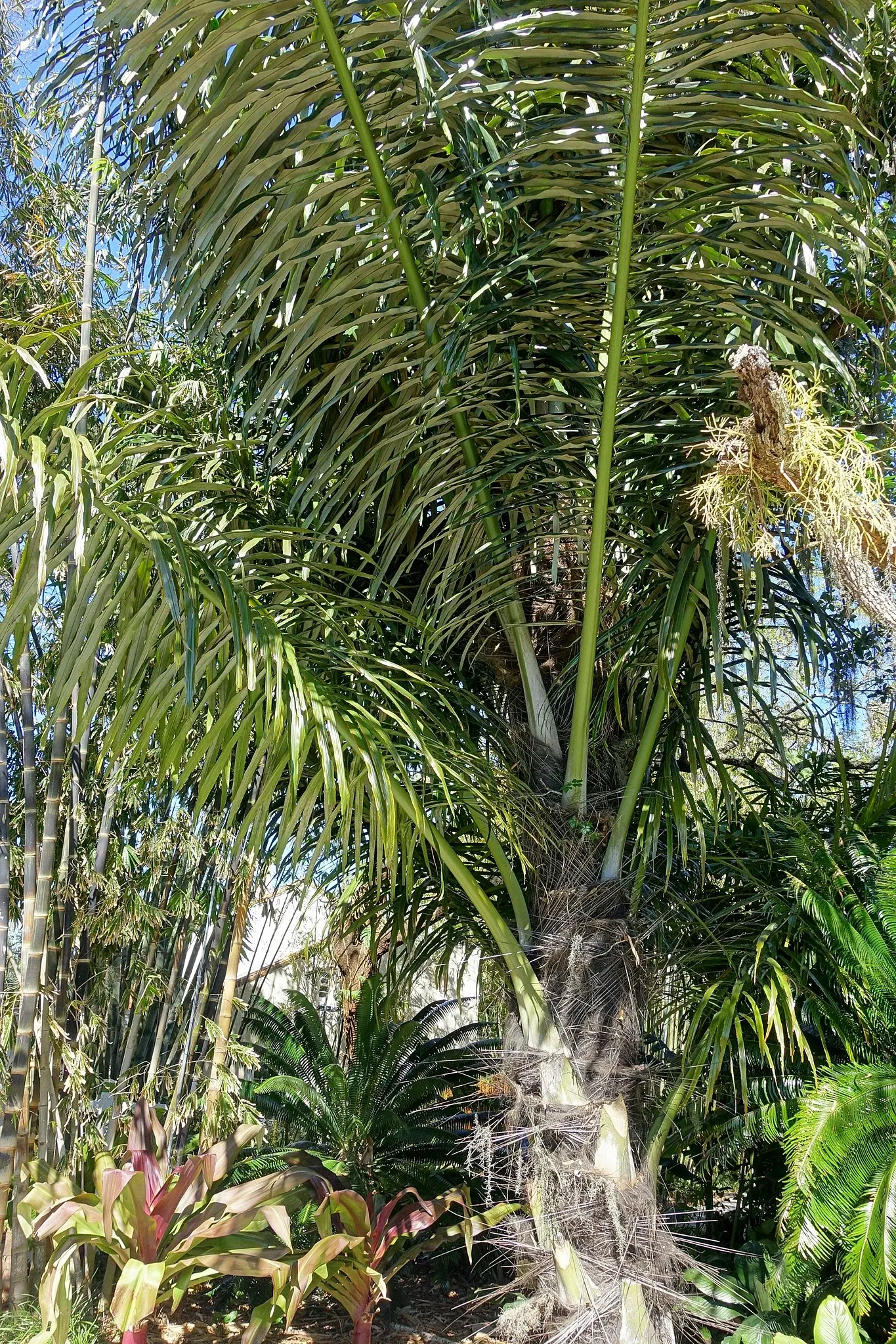 Marie Selby Botanical Gardens