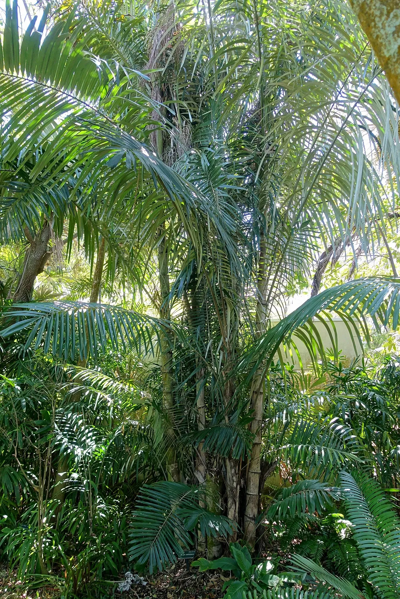Marie Selby Botanical Gardens