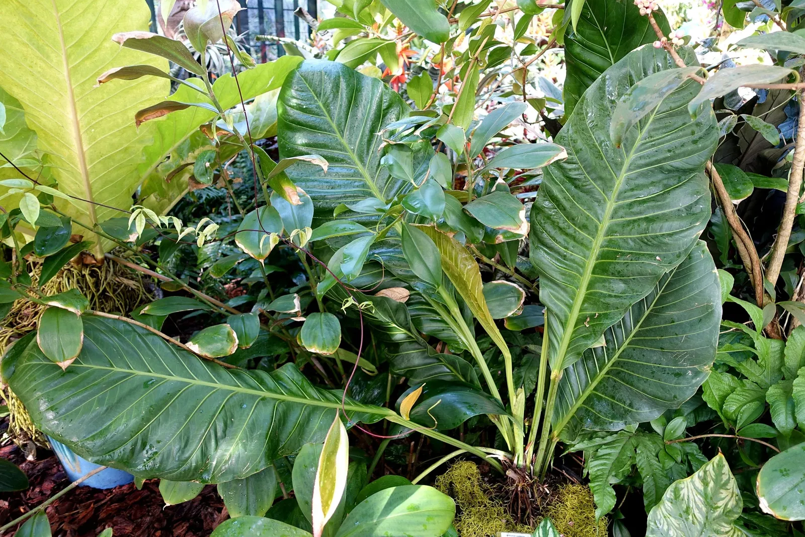 Casa de Christy Payne y Jardín Botánico Marie Selby