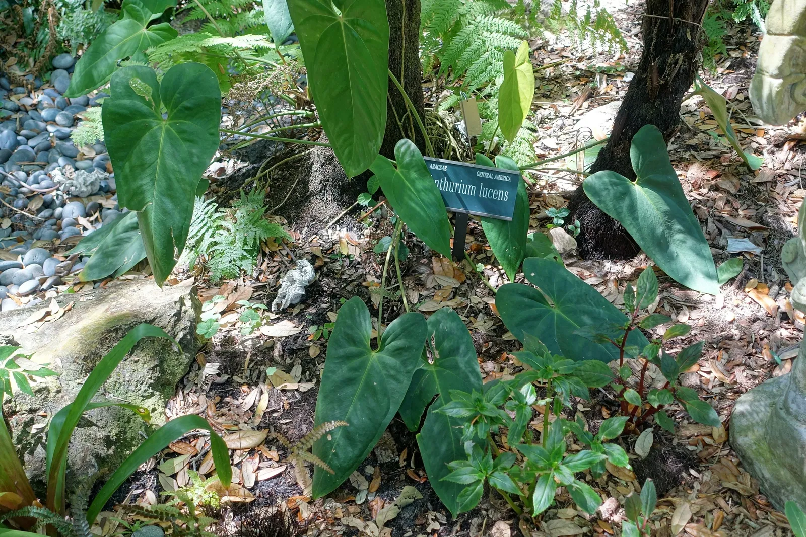 Marie Selby Botanical Gardens