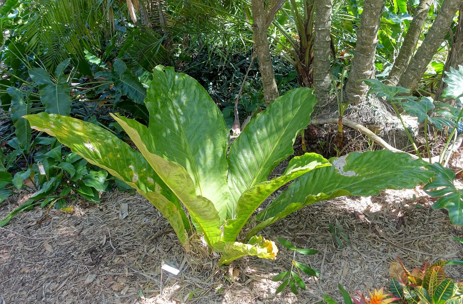 Casa de Christy Payne y Jardín Botánico Marie Selby