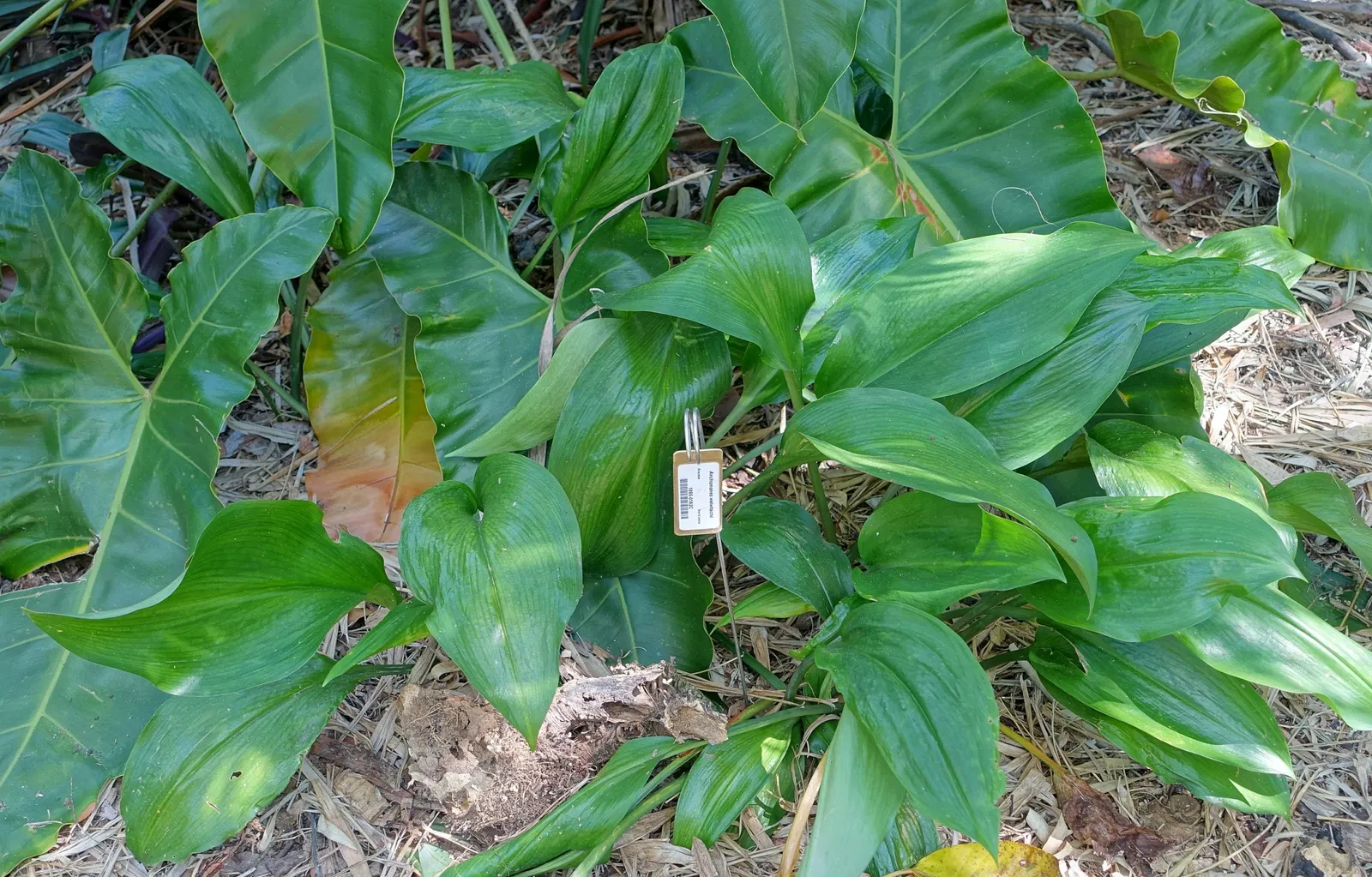 Marie Selby Botanical Gardens