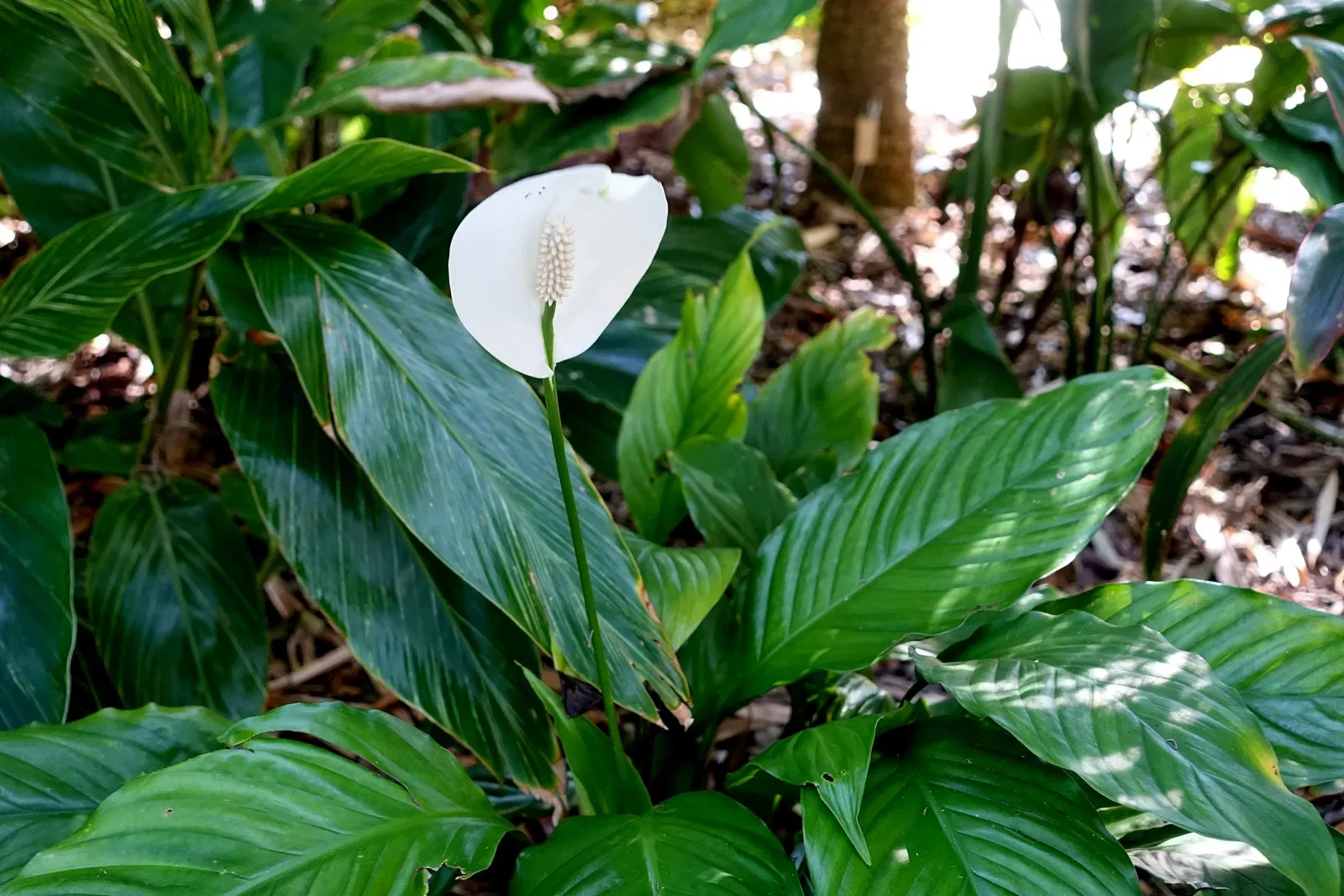 Marie Selby Botanical Gardens