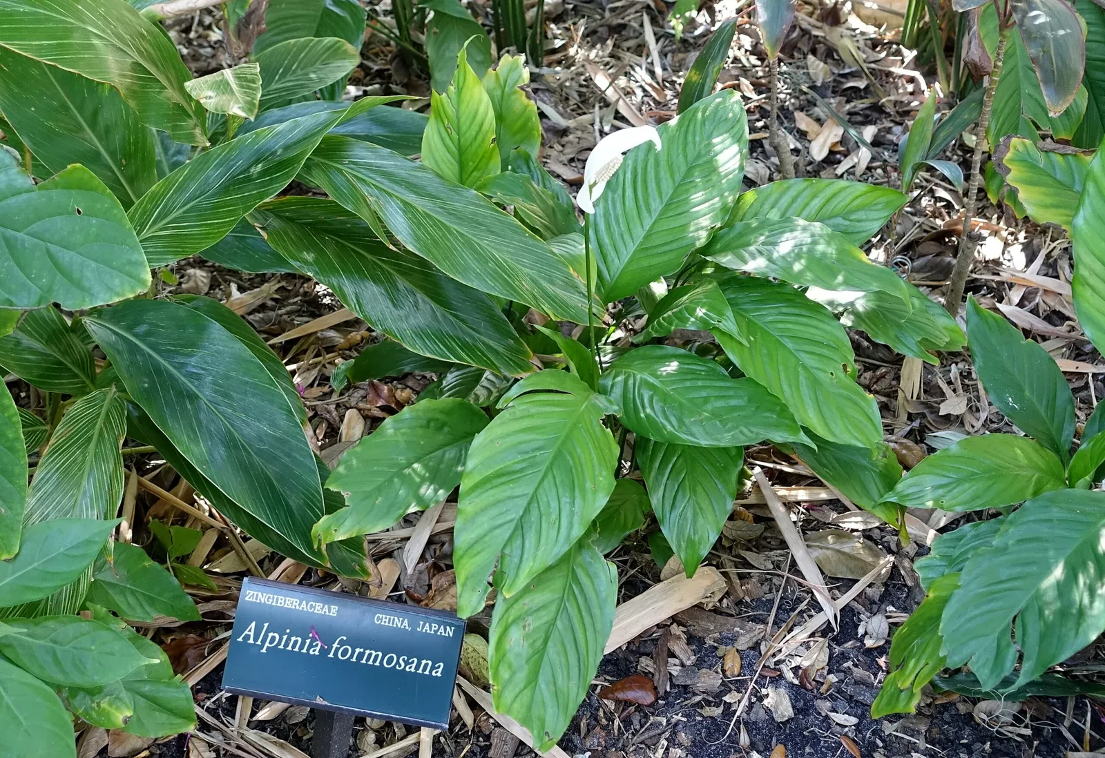 Casa de Christy Payne y Jardín Botánico Marie Selby
