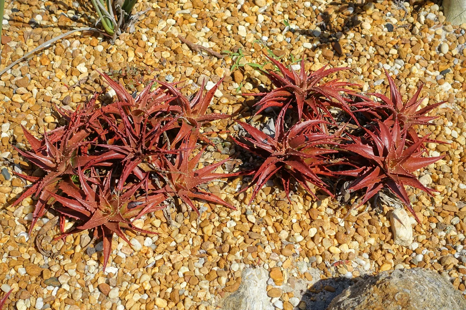 Casa de Christy Payne y Jardín Botánico Marie Selby