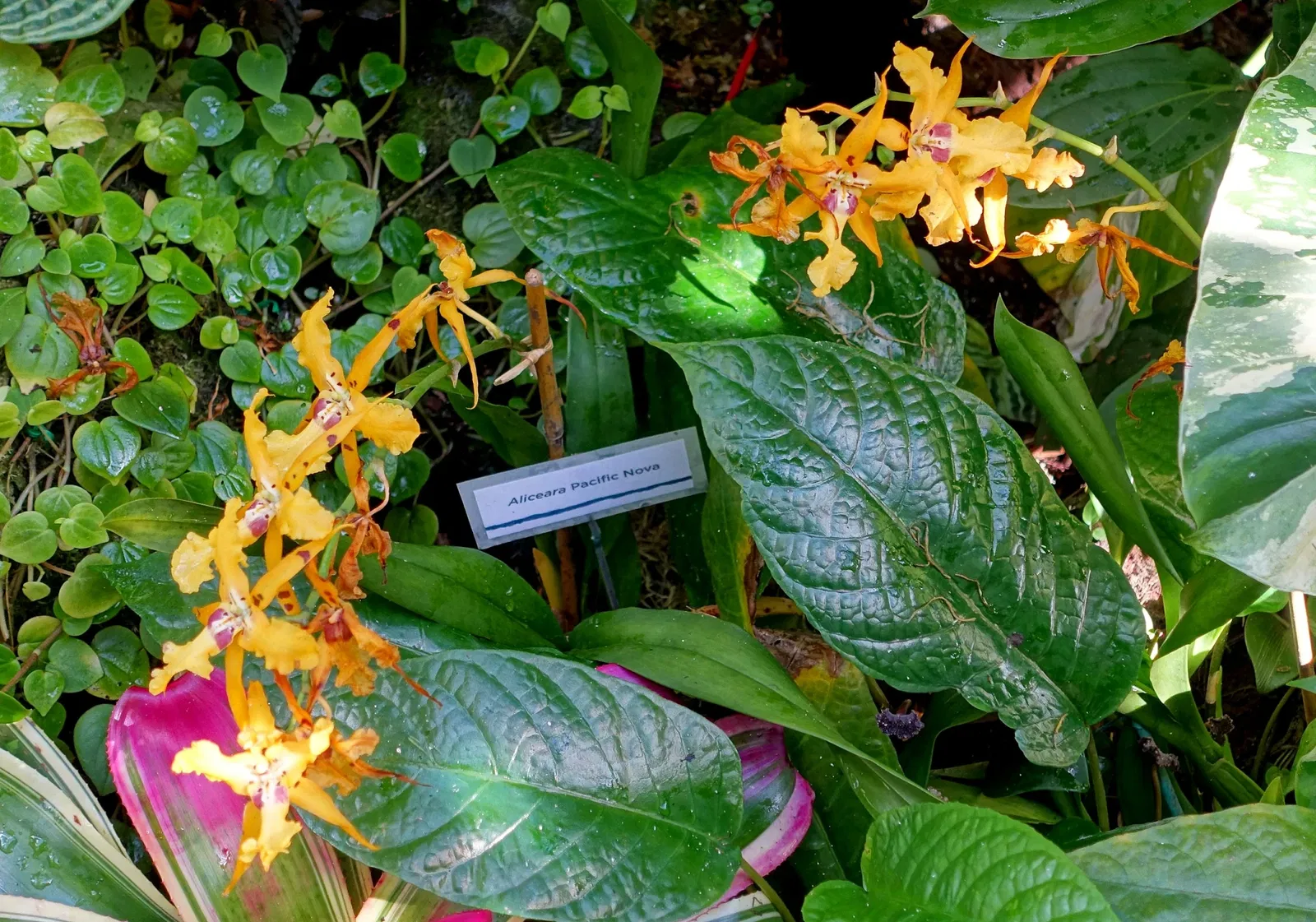 Marie Selby Botanical Gardens