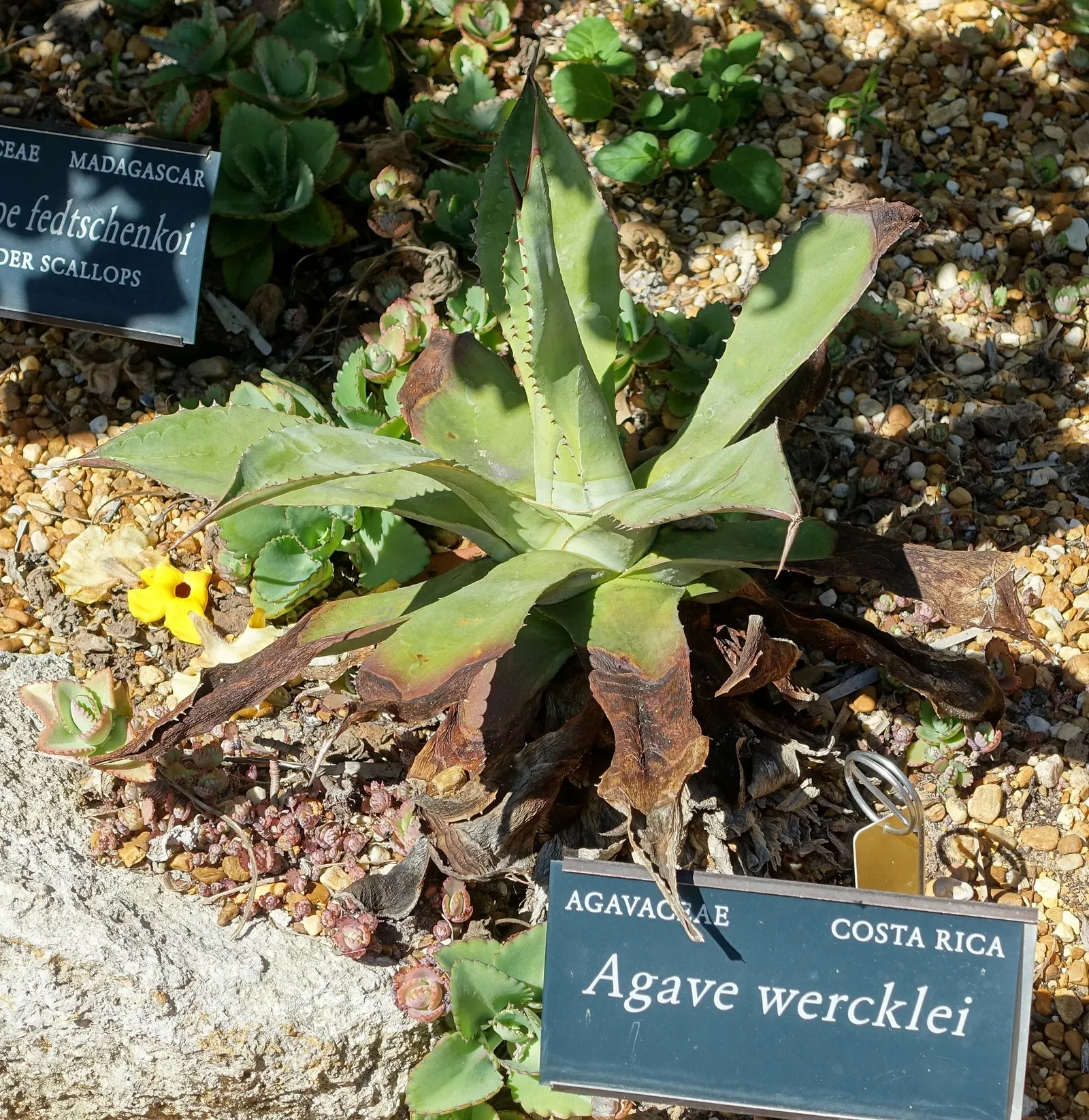 Marie Selby Botanical Gardens