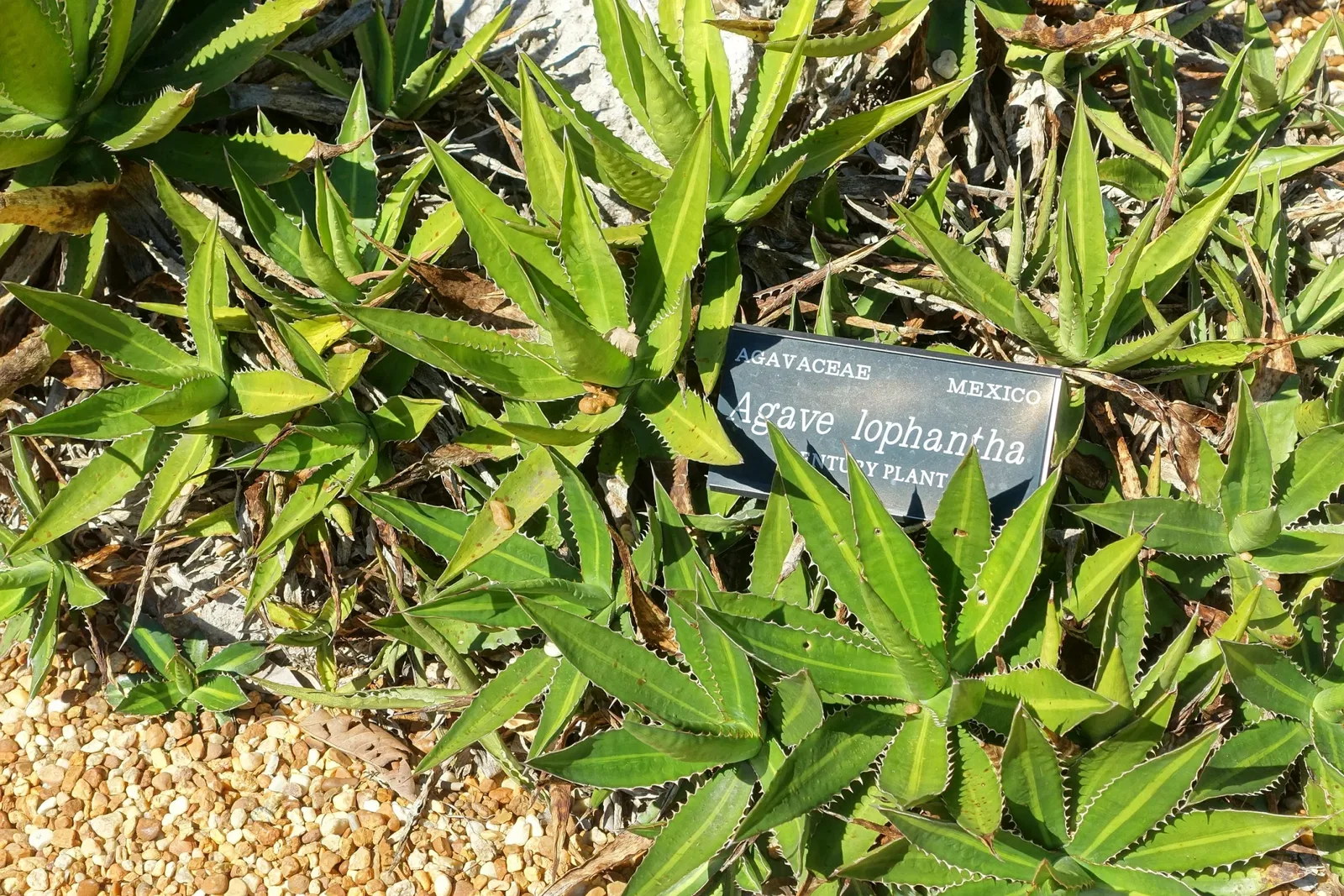 Marie Selby Botanical Gardens