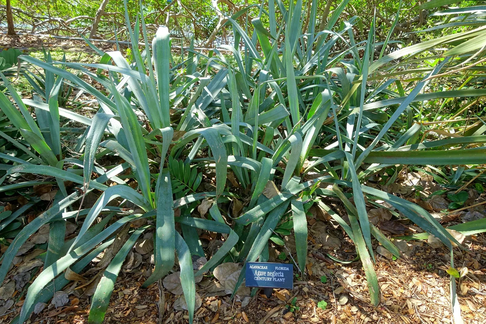Marie Selby Botanical Gardens