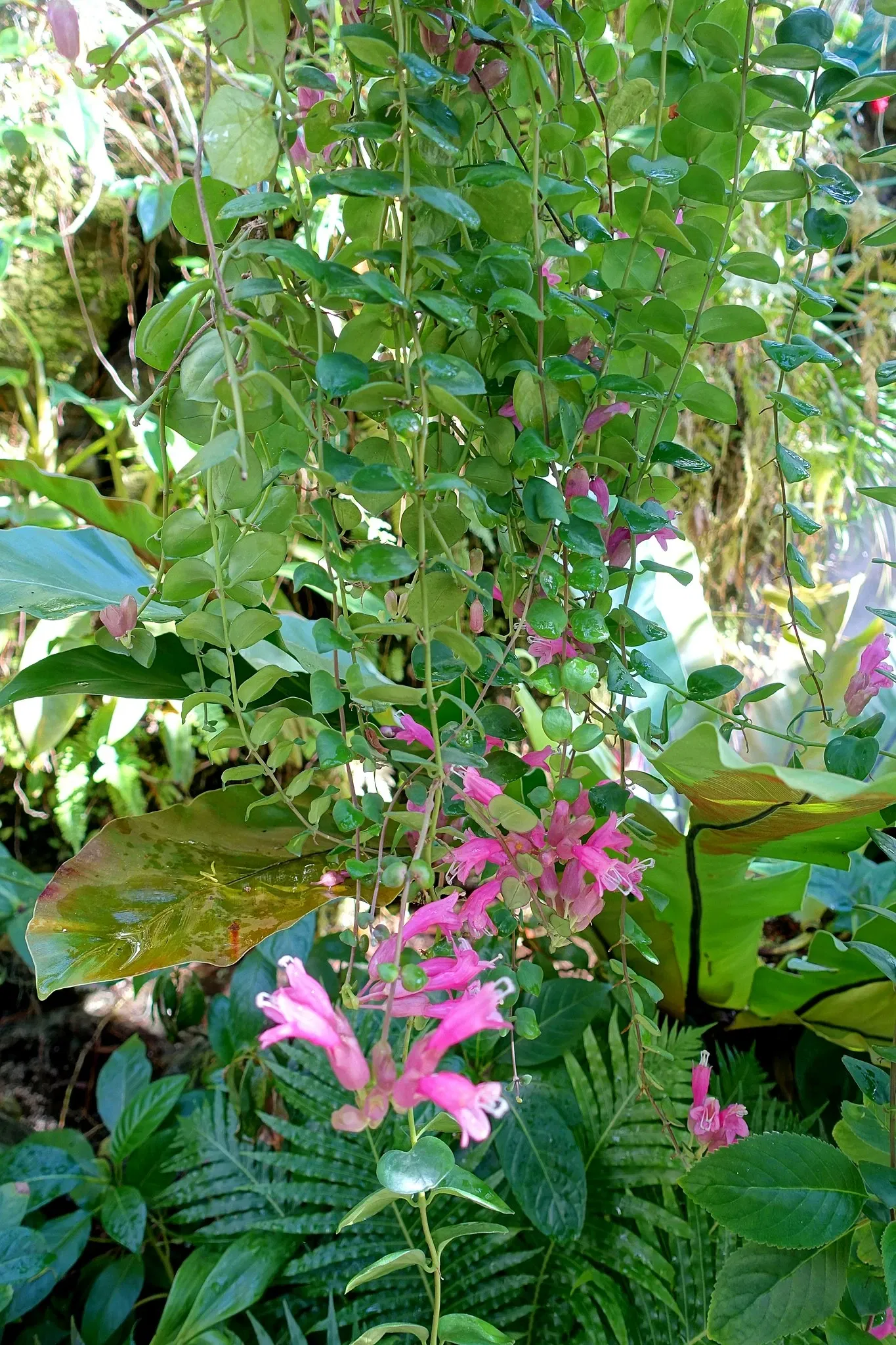 Casa de Christy Payne y Jardín Botánico Marie Selby
