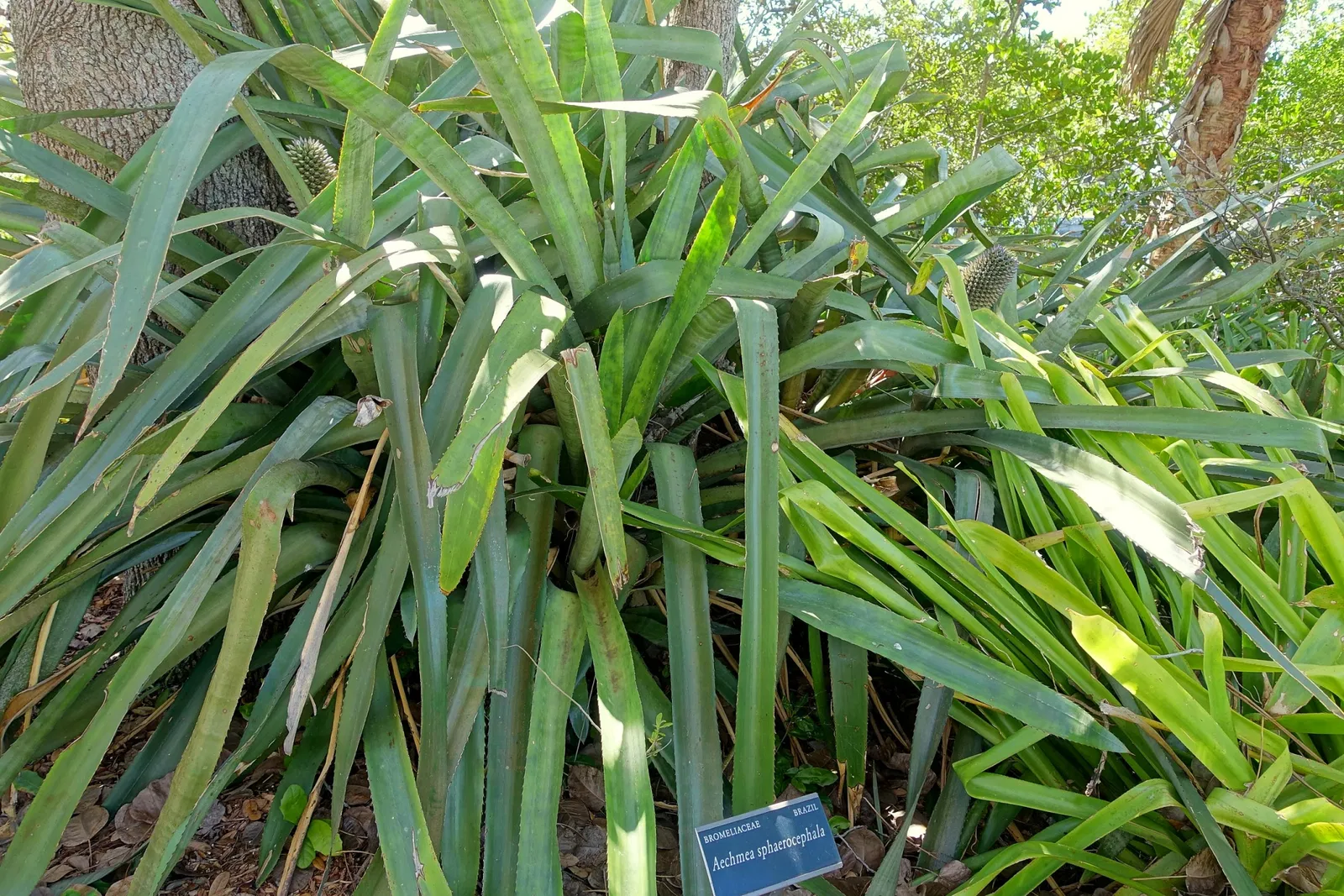 Marie Selby Botanical Gardens