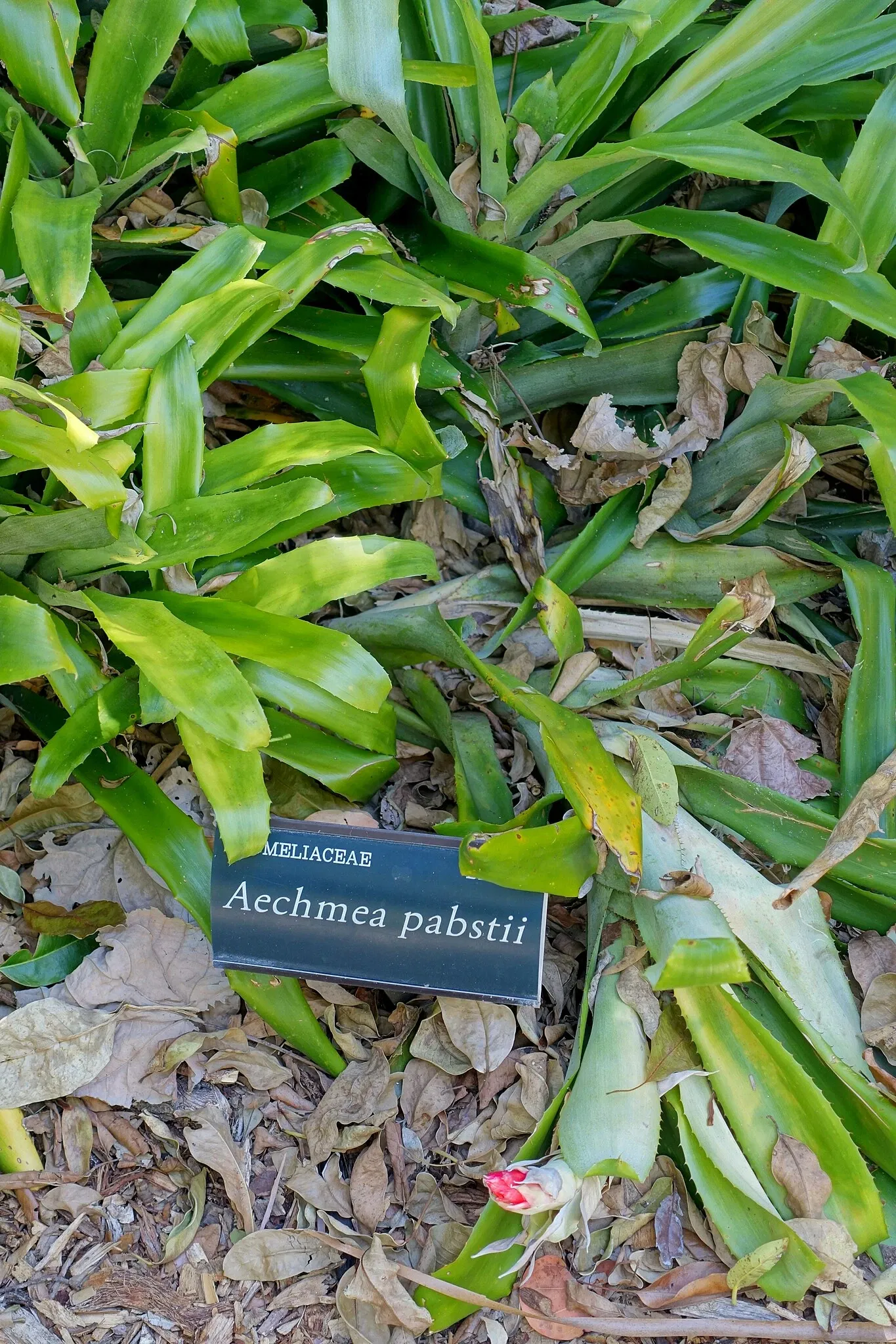 Casa de Christy Payne y Jardín Botánico Marie Selby