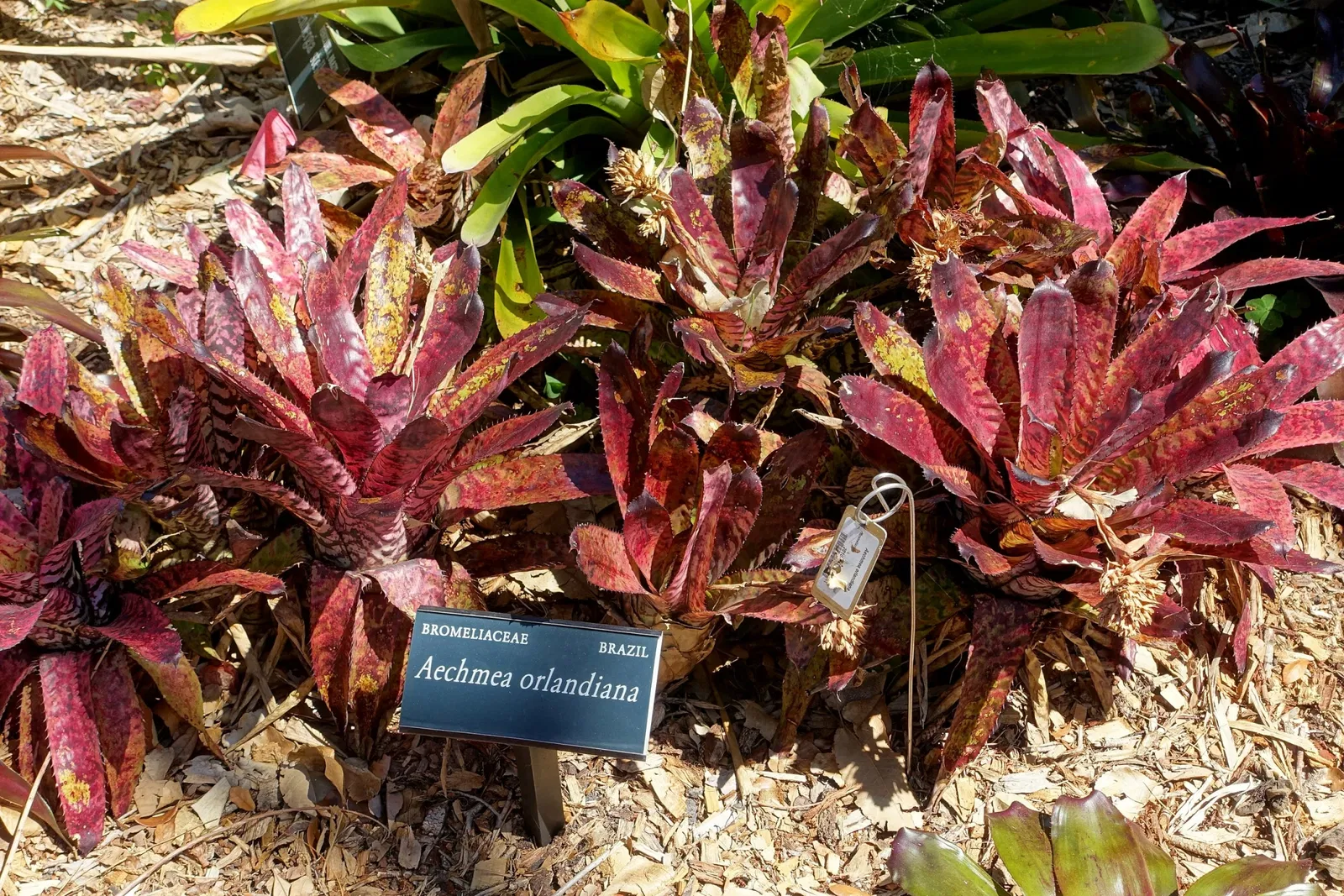 Casa de Christy Payne y Jardín Botánico Marie Selby