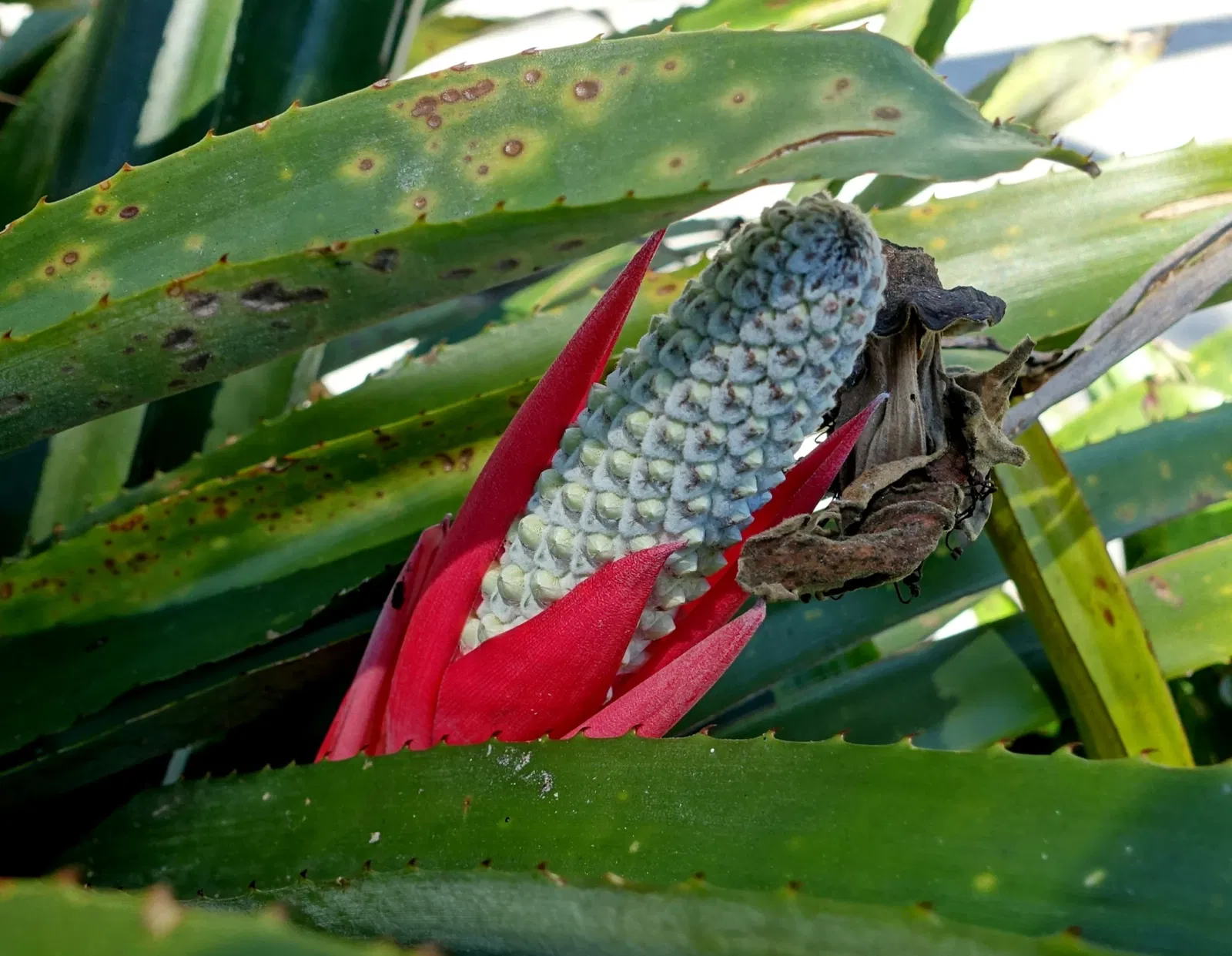 Casa de Christy Payne y Jardín Botánico Marie Selby
