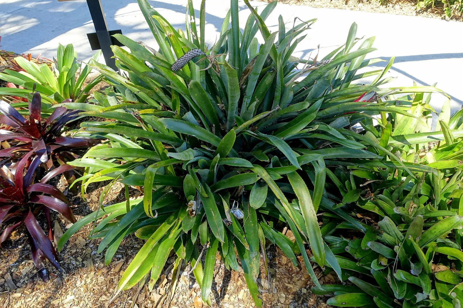 Casa de Christy Payne y Jardín Botánico Marie Selby