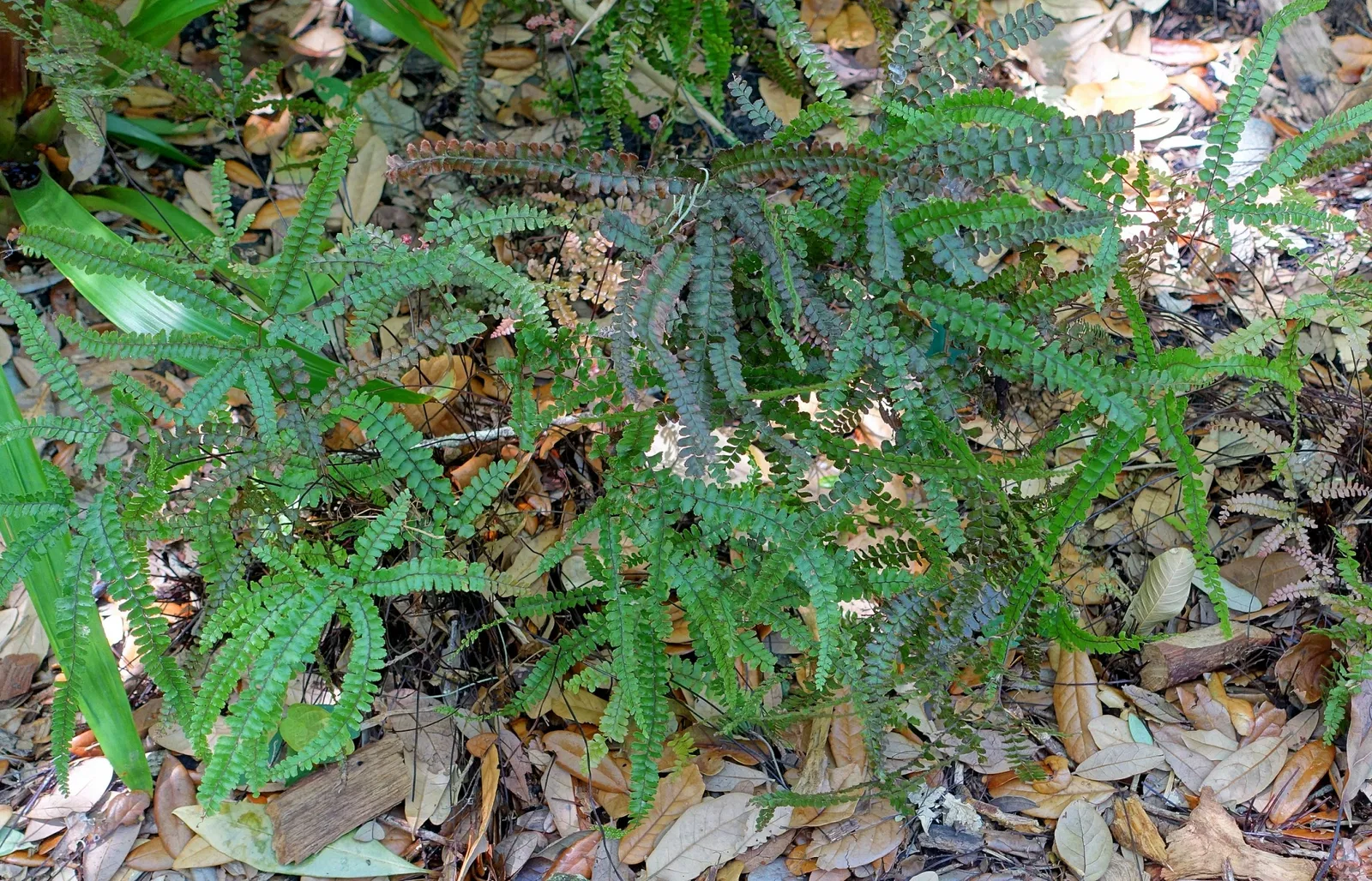 Marie Selby Botanical Gardens