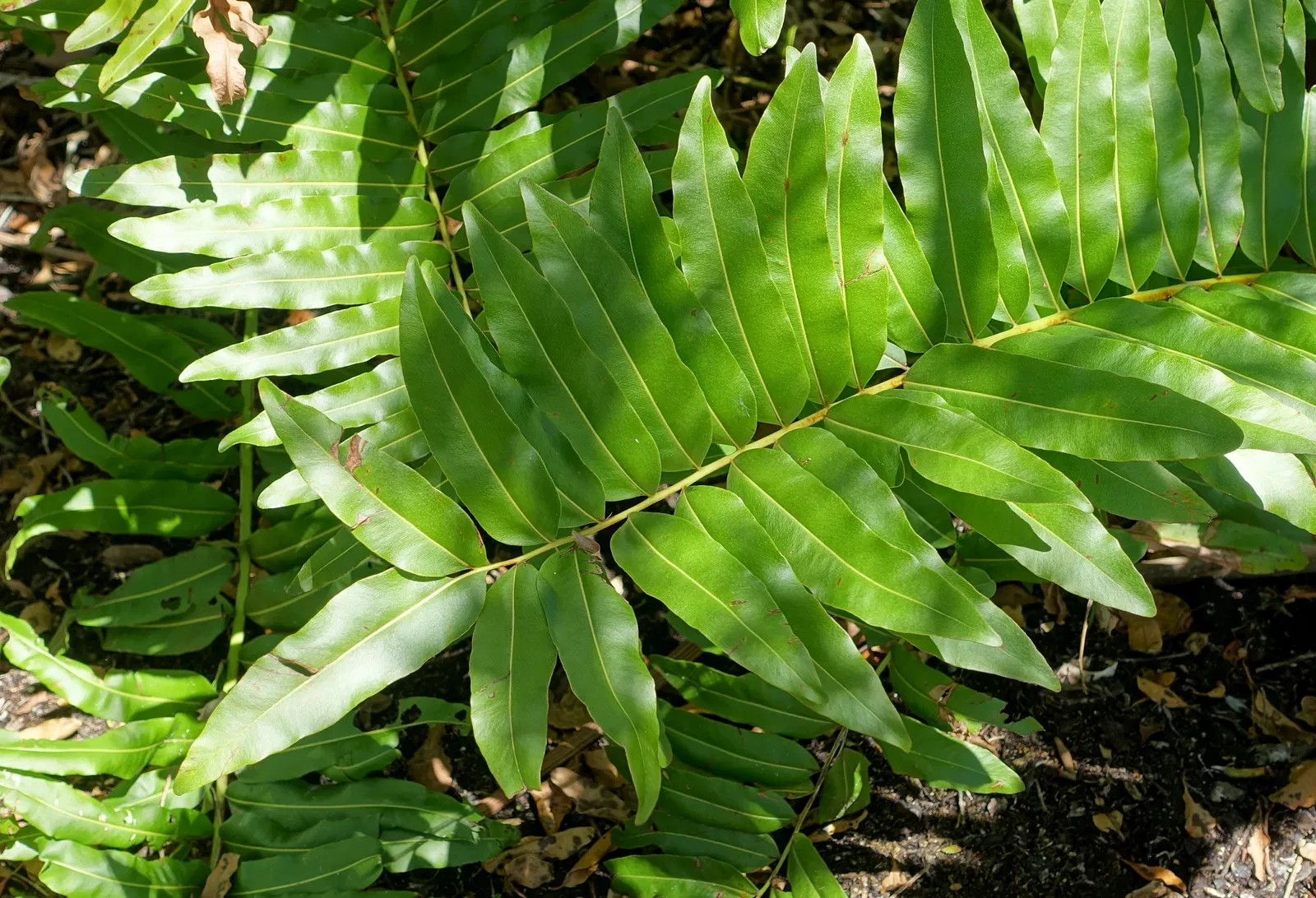 Marie Selby Botanical Gardens